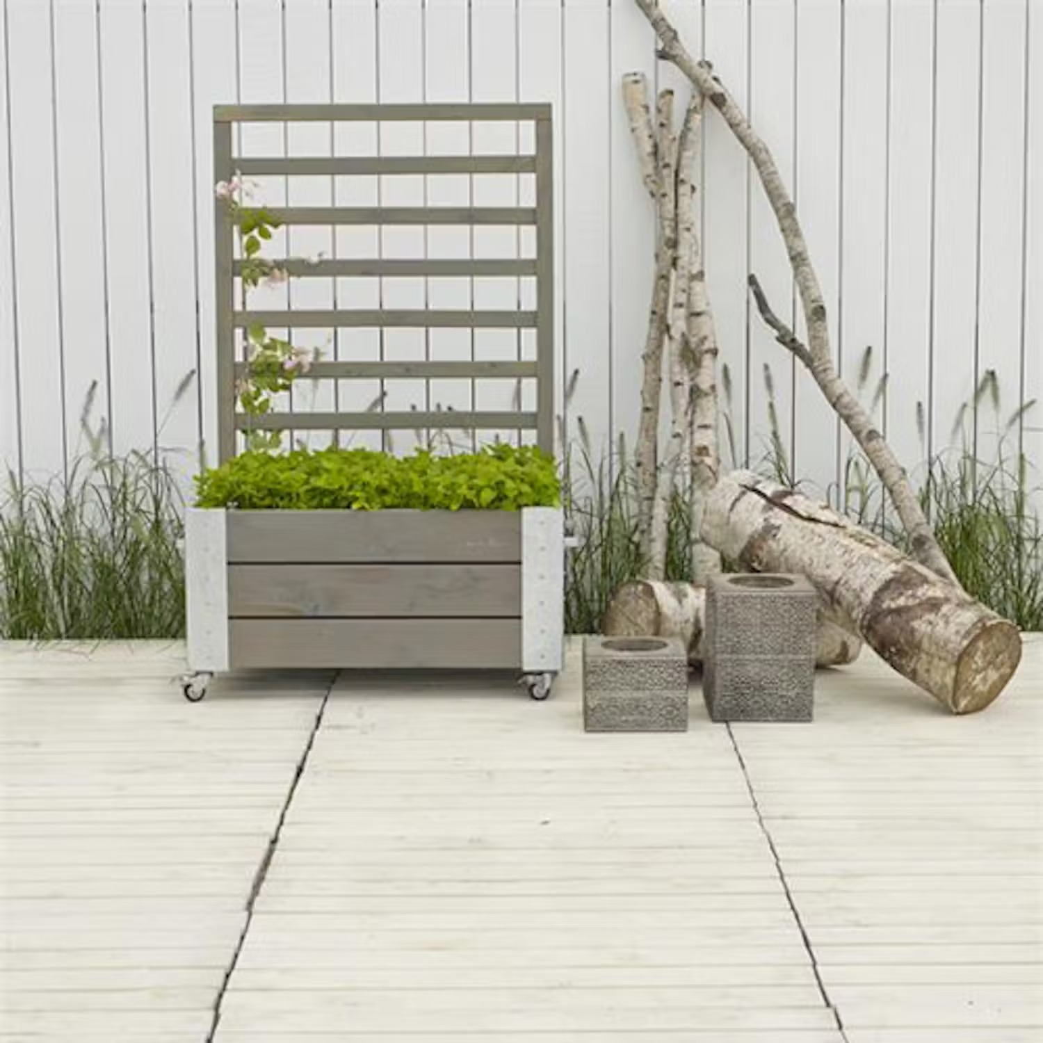 Ställning till luktärt