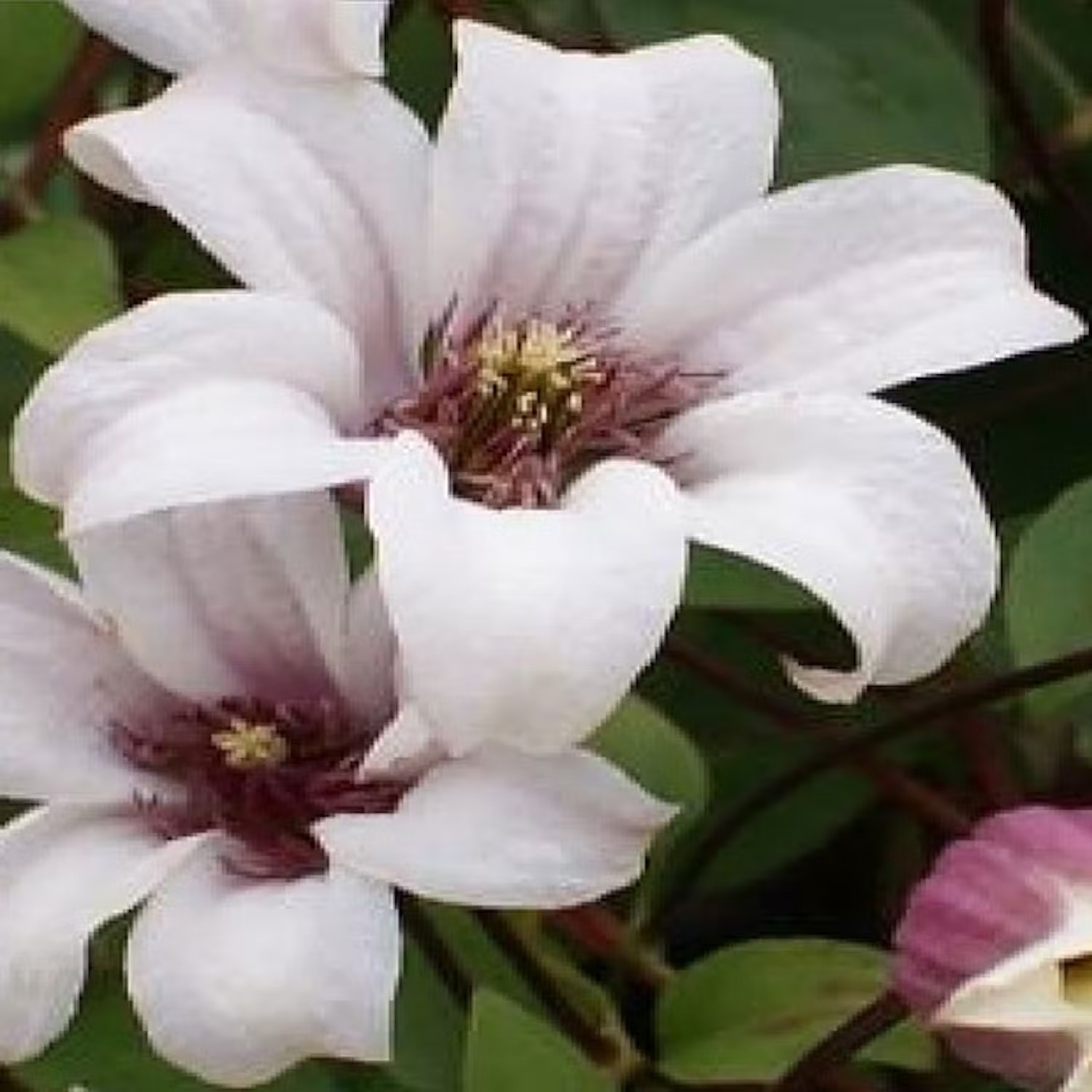 Klematis som trivs i kruka