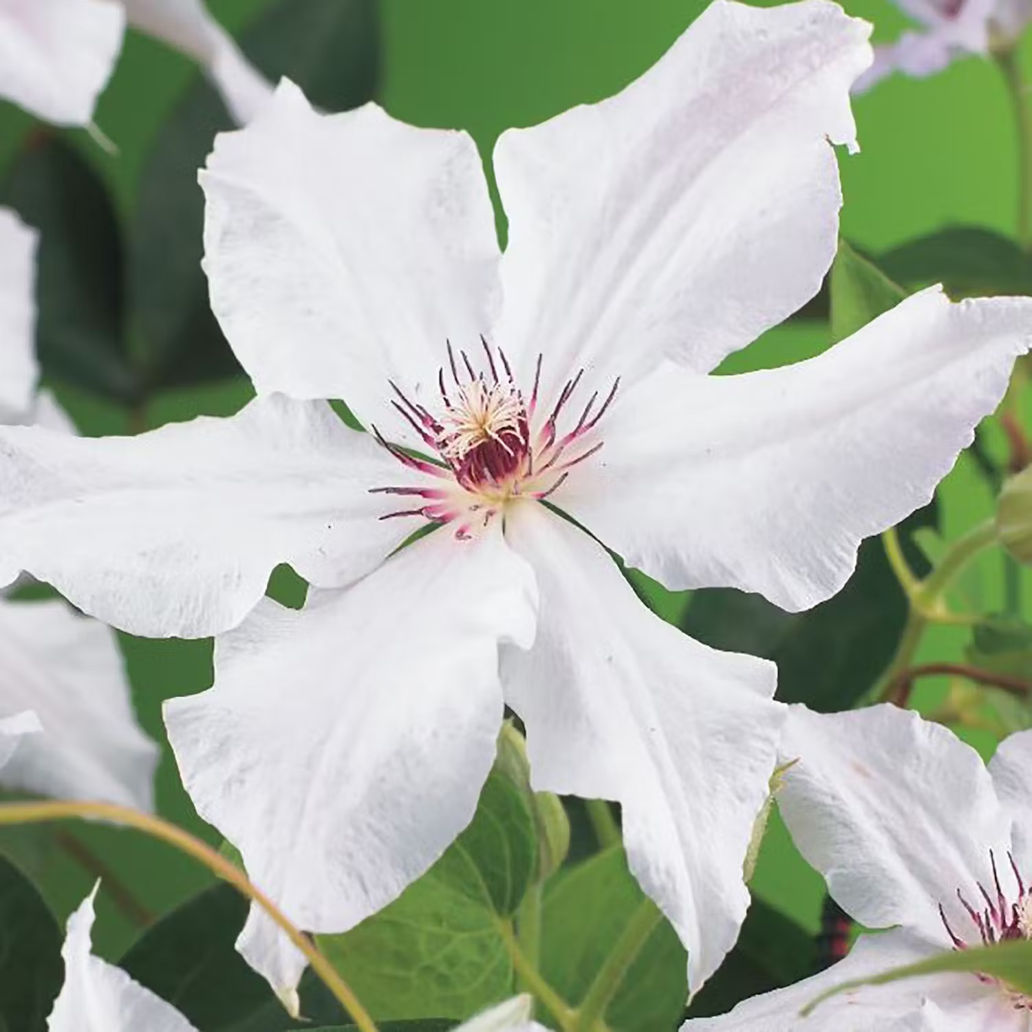 Klematis som trivs i kruka