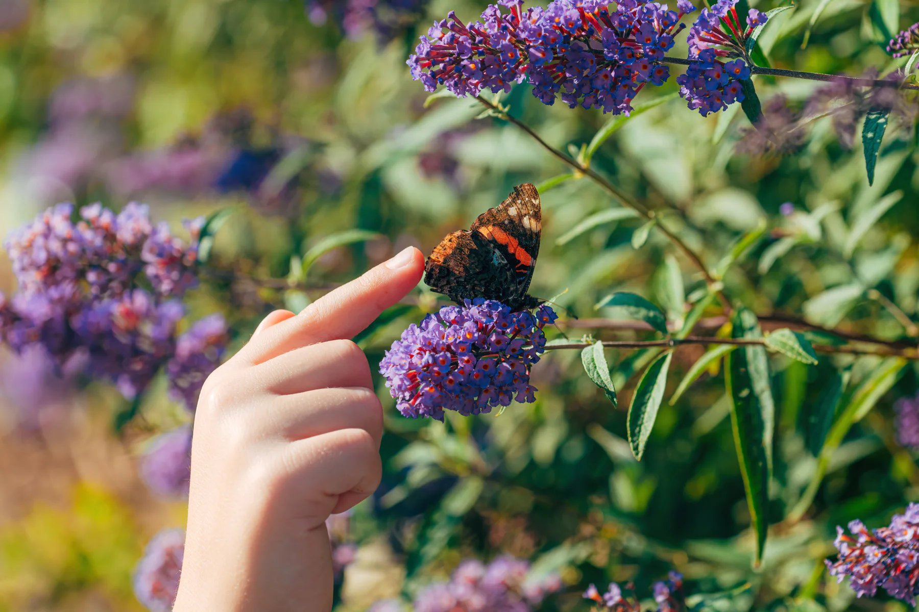 Blommor för bin och fjärilar – 10 perenner som älskas av pollinatörer