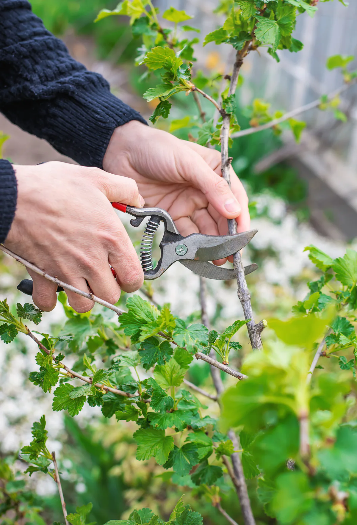 Flytta och plantera om vinbärsbuskar – 3 tips