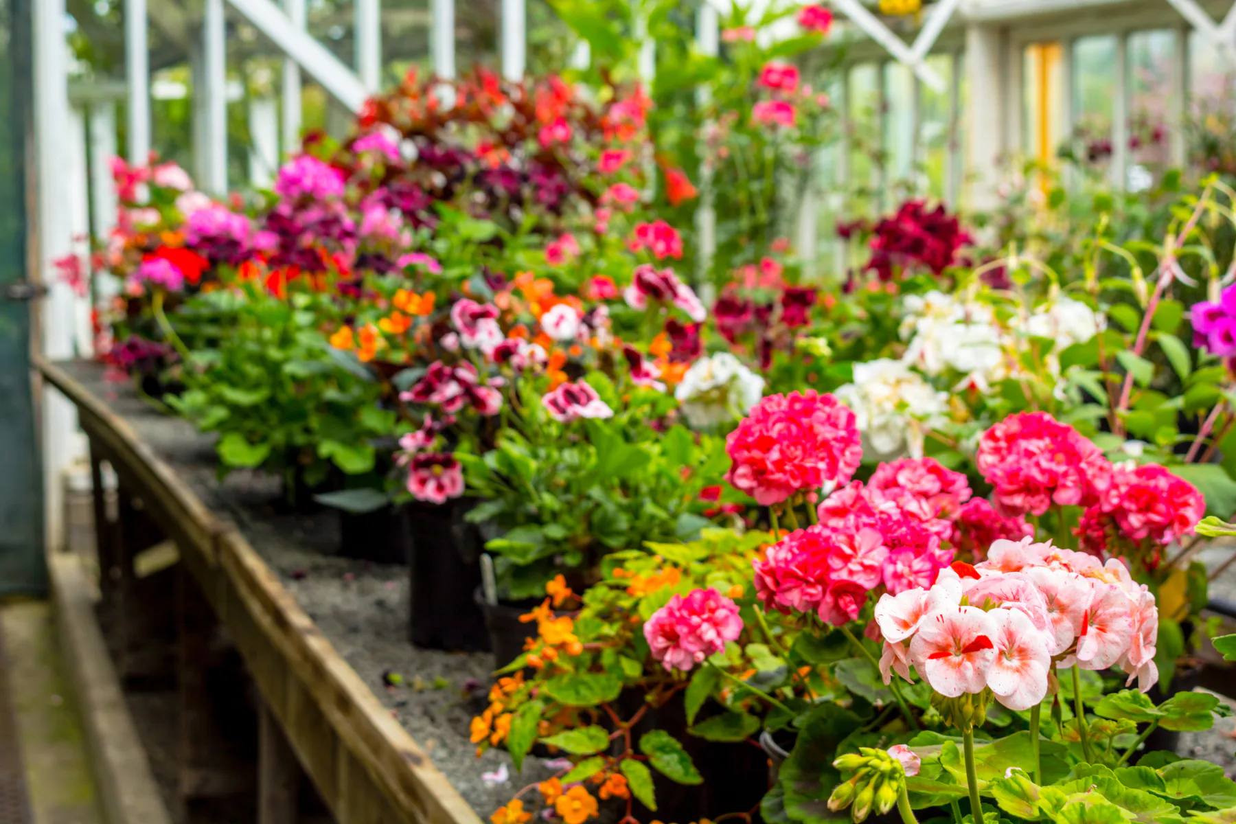 Övervintra pelargoner – 9 enkla steg för vinterförvaring av pelargon