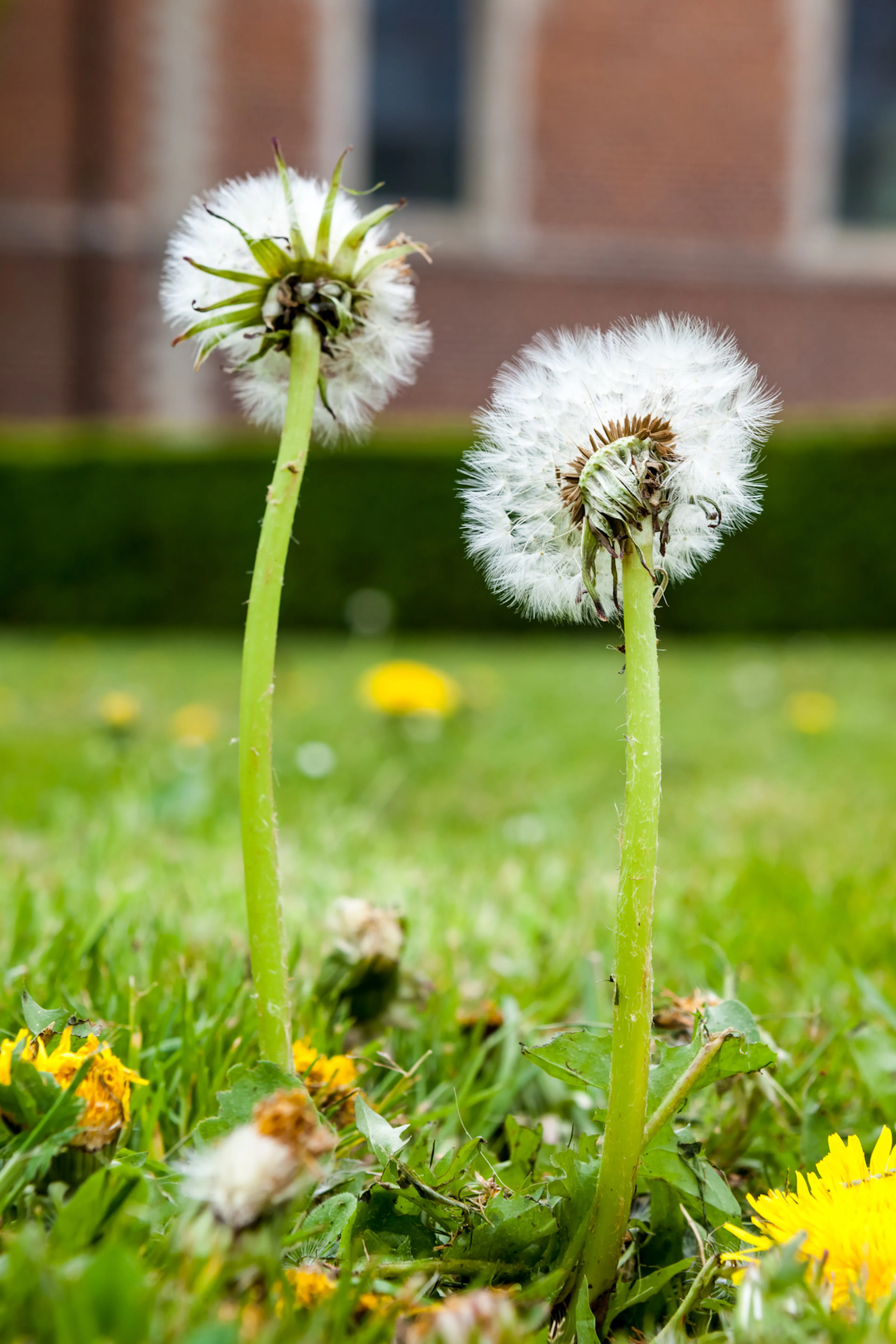 5 tips för att få bort maskrosor i gräsmattan