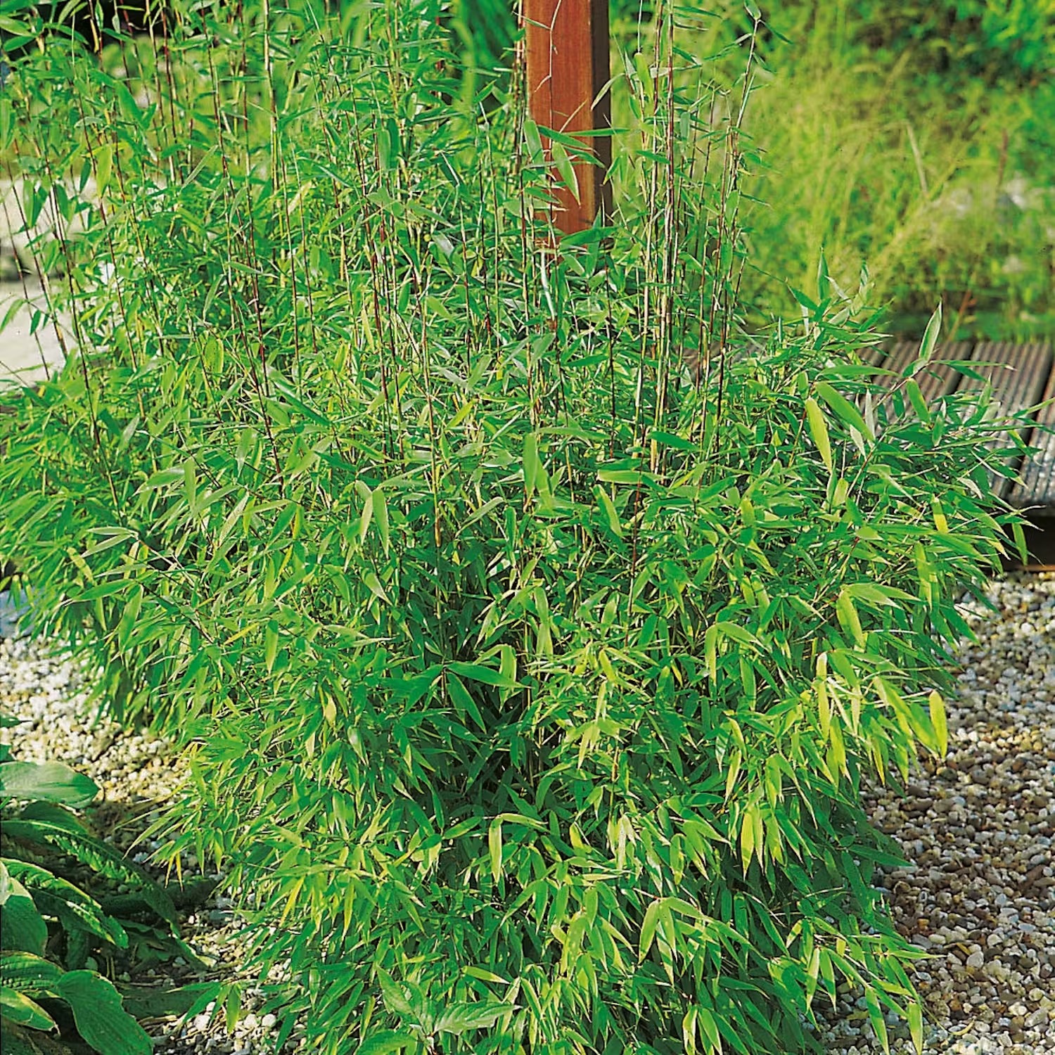 Bambu som solitär eller häck