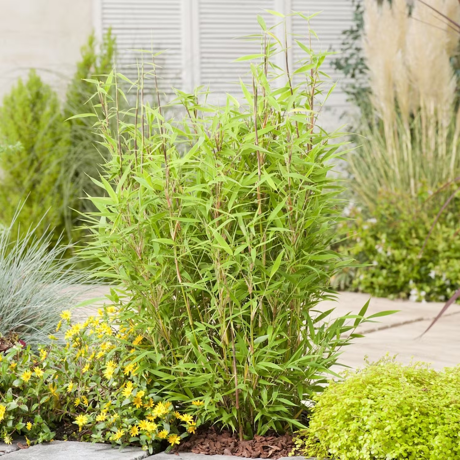 Bambu som solitär eller häck