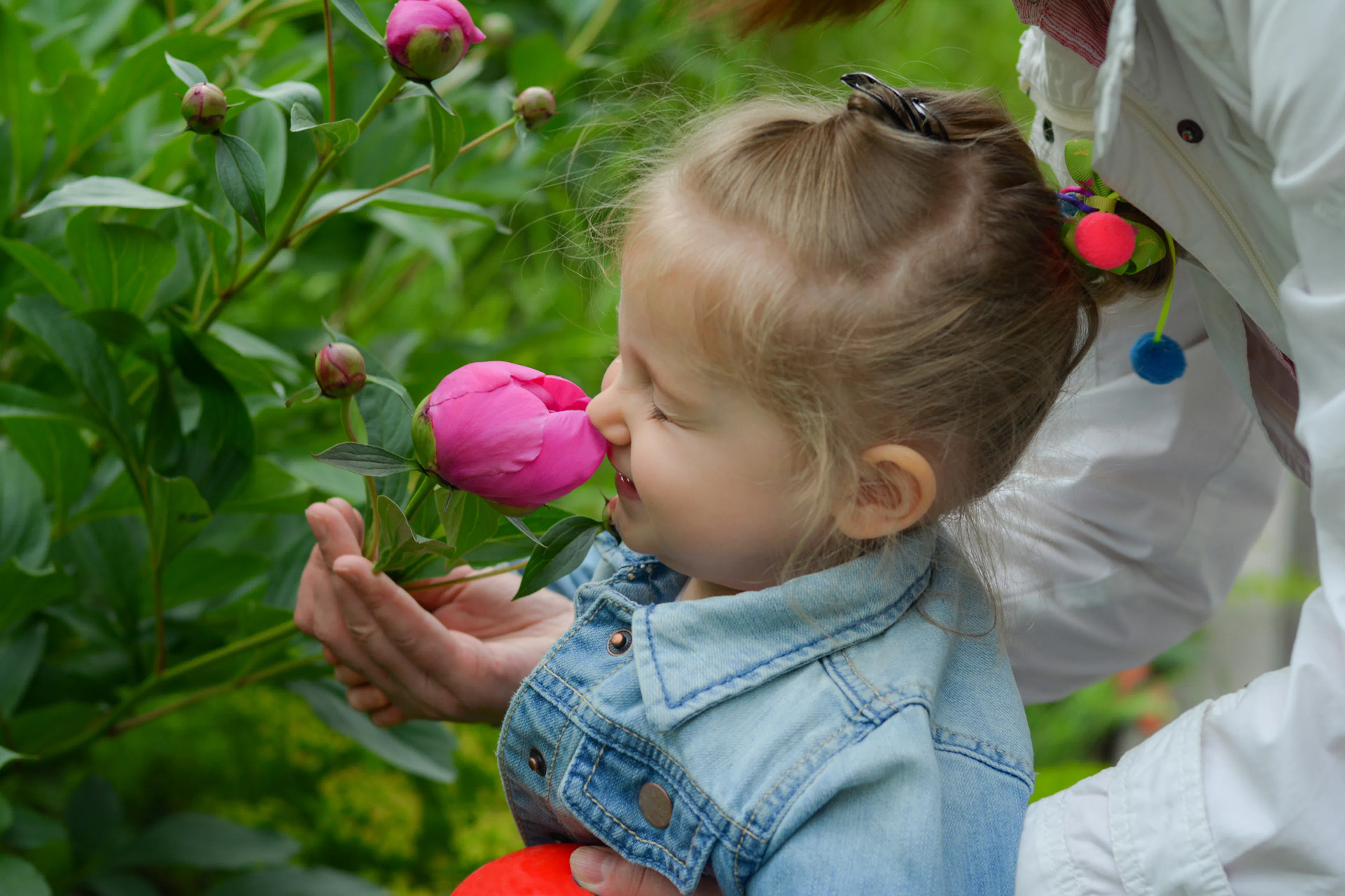 5 vanliga frågor om blomning, gödsling, vattning, beskärning och flytt av pioner