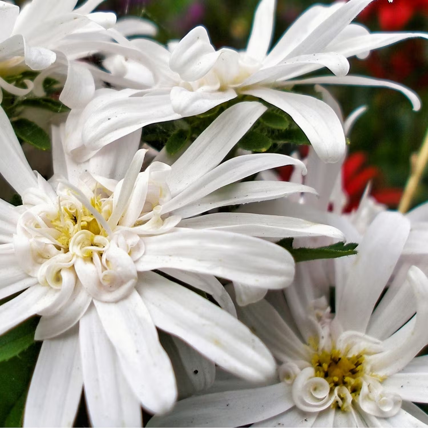 höga perenner för skugga