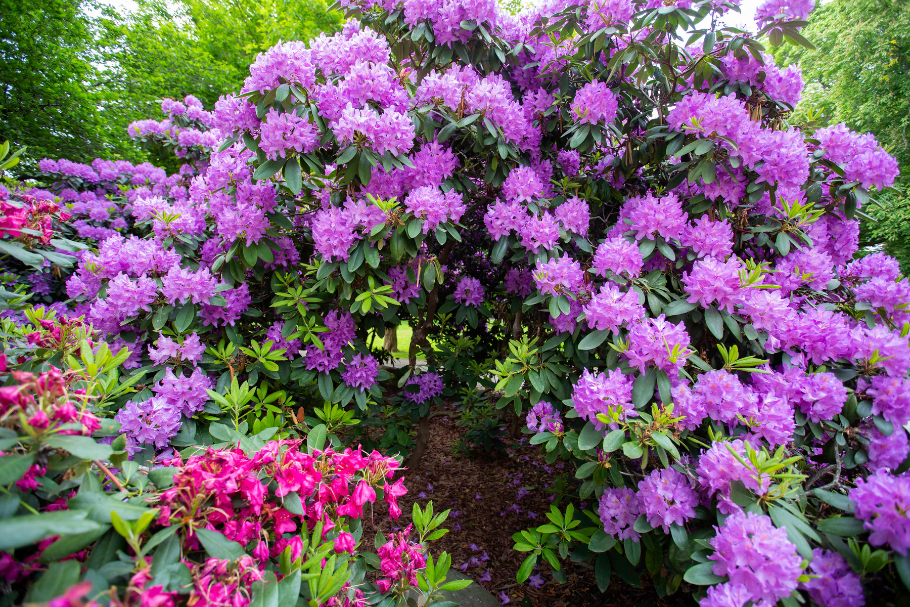 Plantera rhododendron i rabatt med andra surjordsväxter