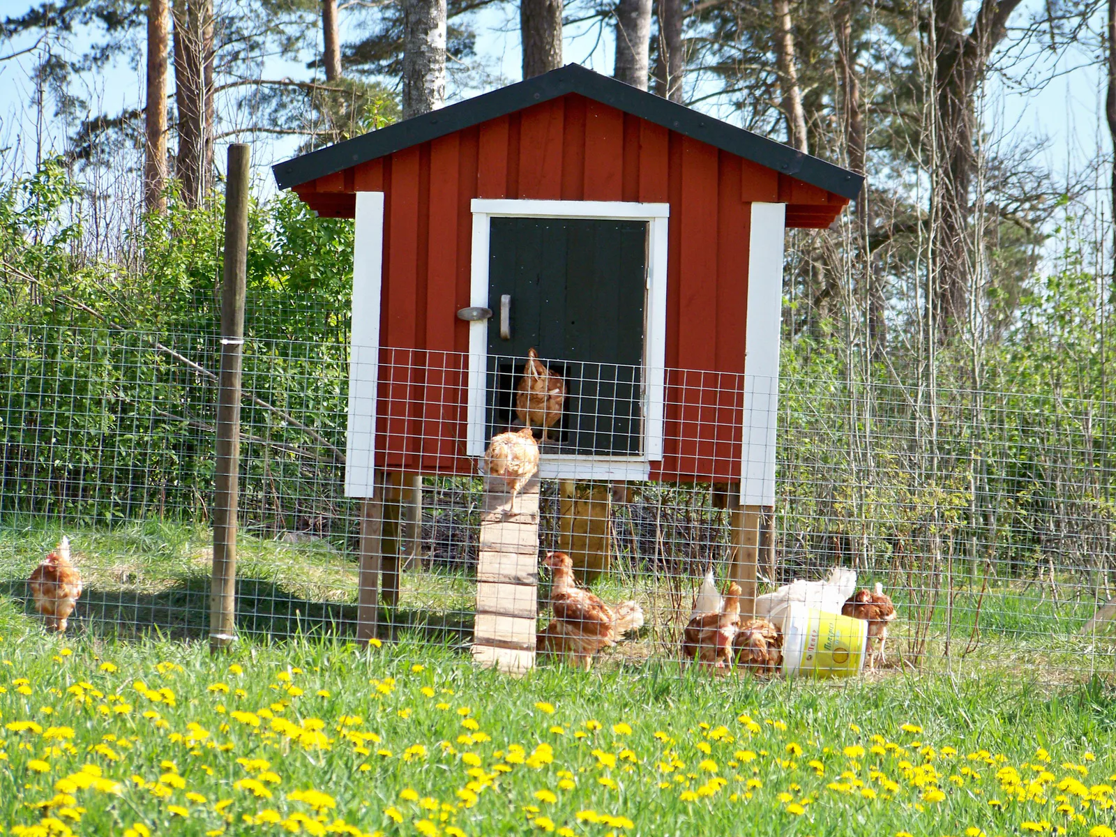 Bygga hönshus – våra bästa tips och råd