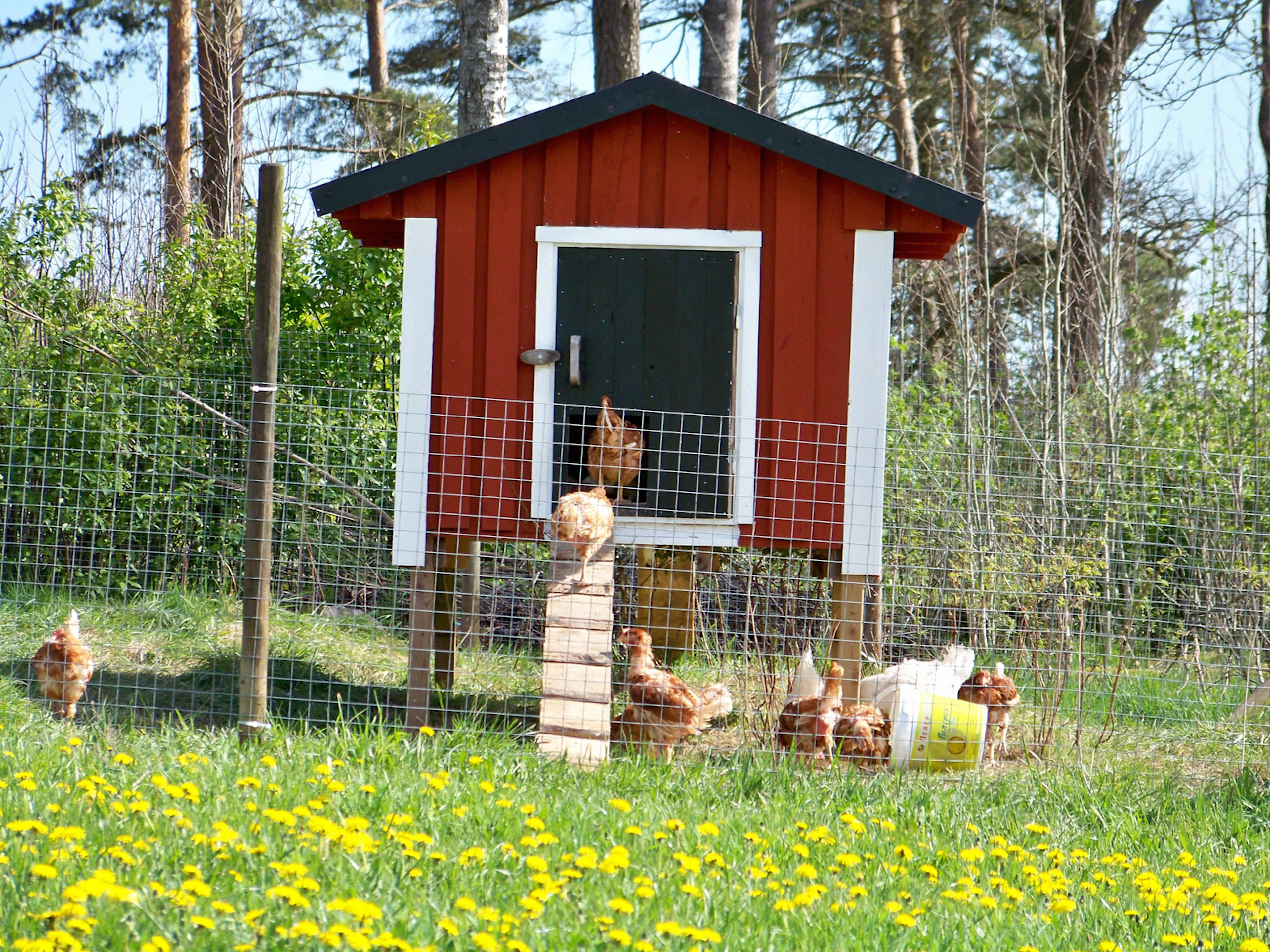 Bygga hönshus – våra bästa tips och råd