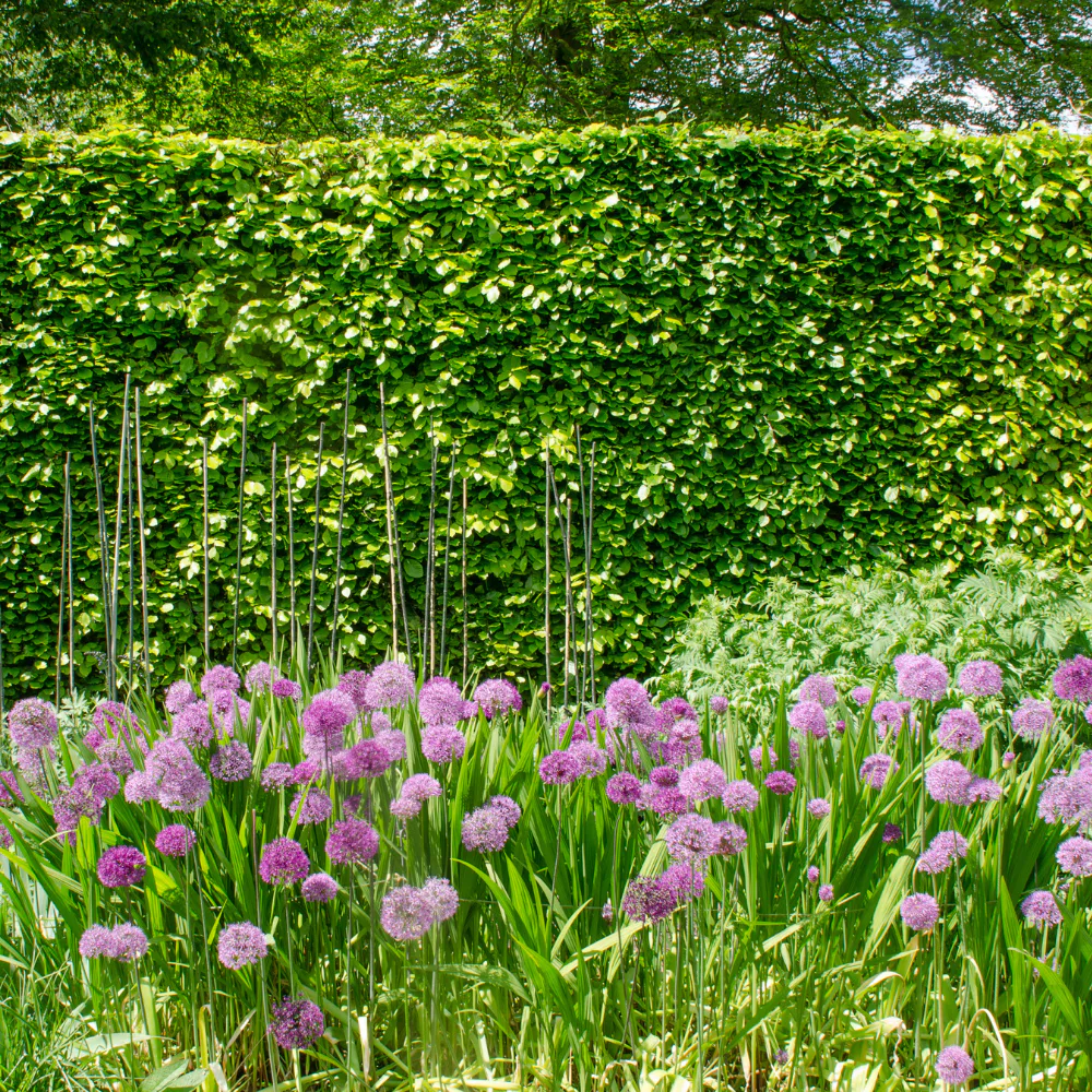 omniagarden_galleri9.png