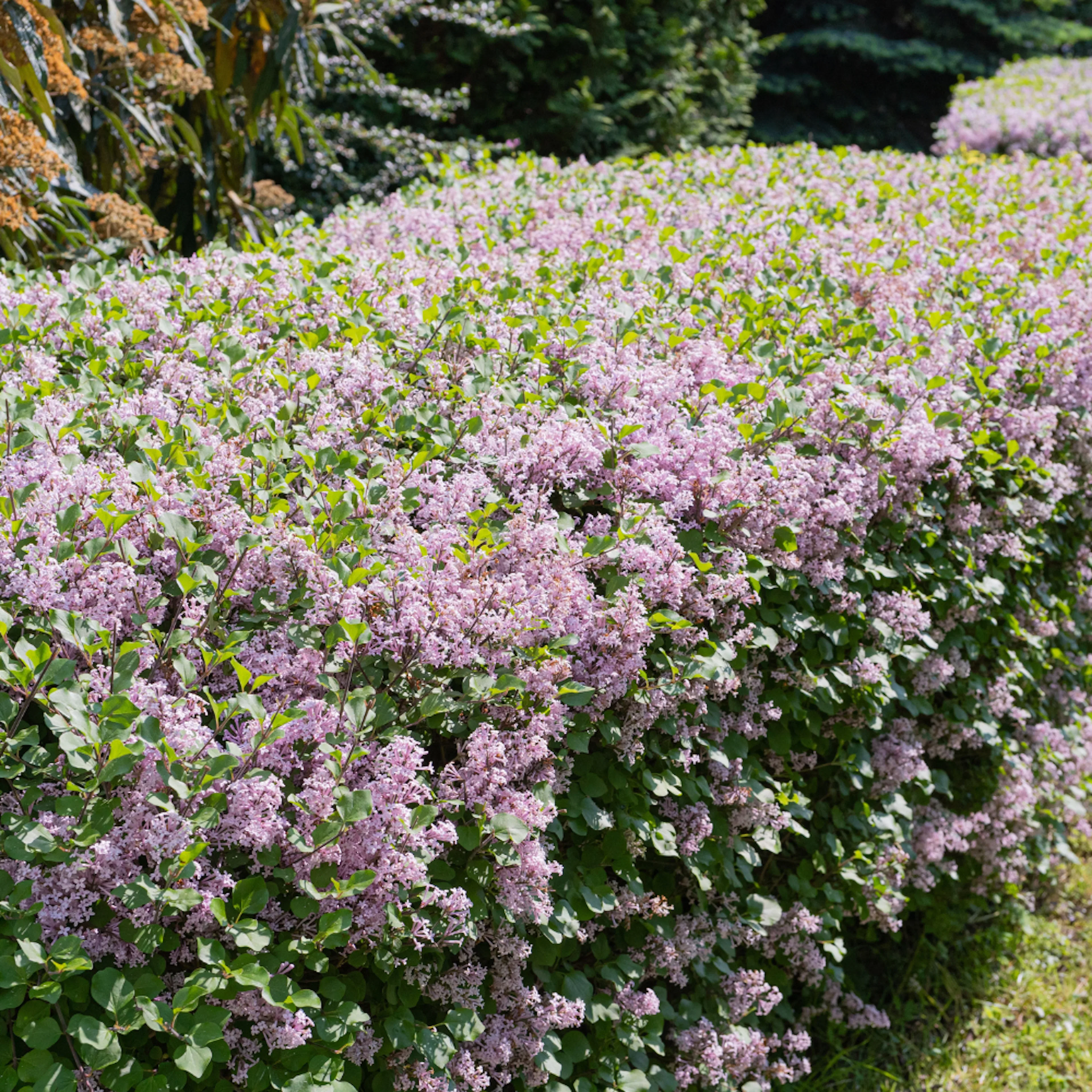 omniagarden_galleri14.png
