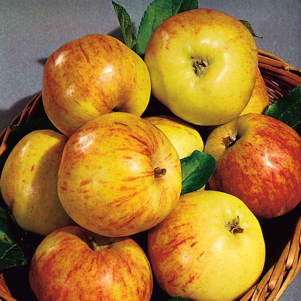 Bästa äppelträdet - Äppelträd Omnia Garden Gravensteiner E