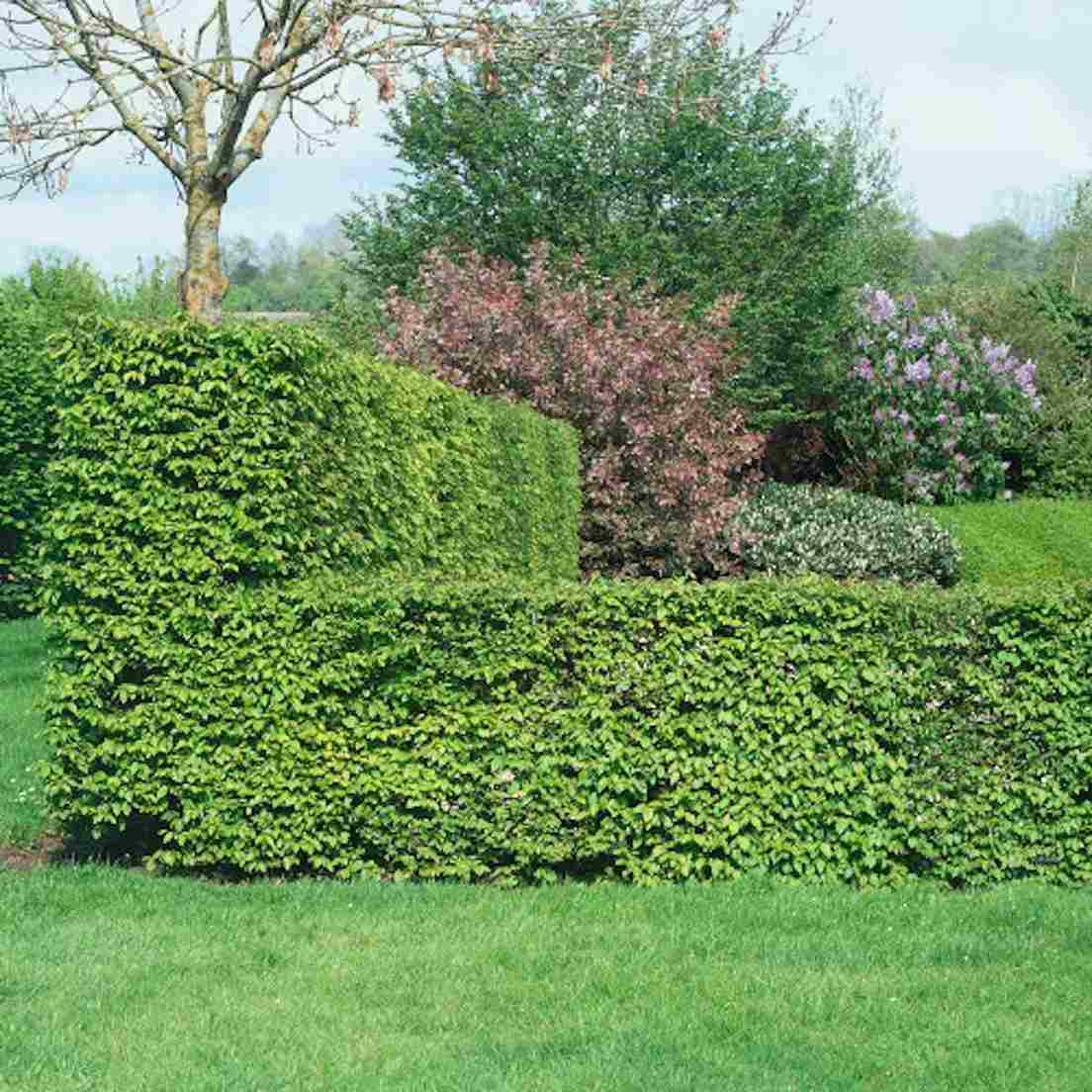 Häckväxter lista - Avenbok