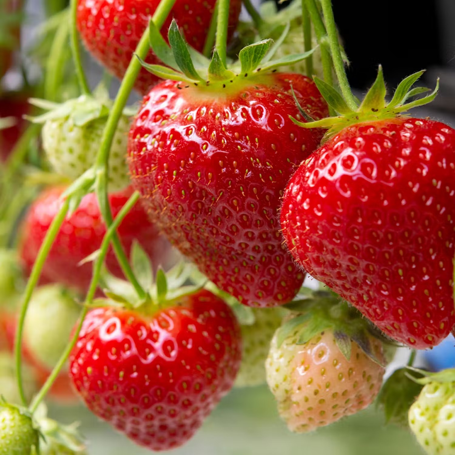 Så ska du gödsla jordgubbar