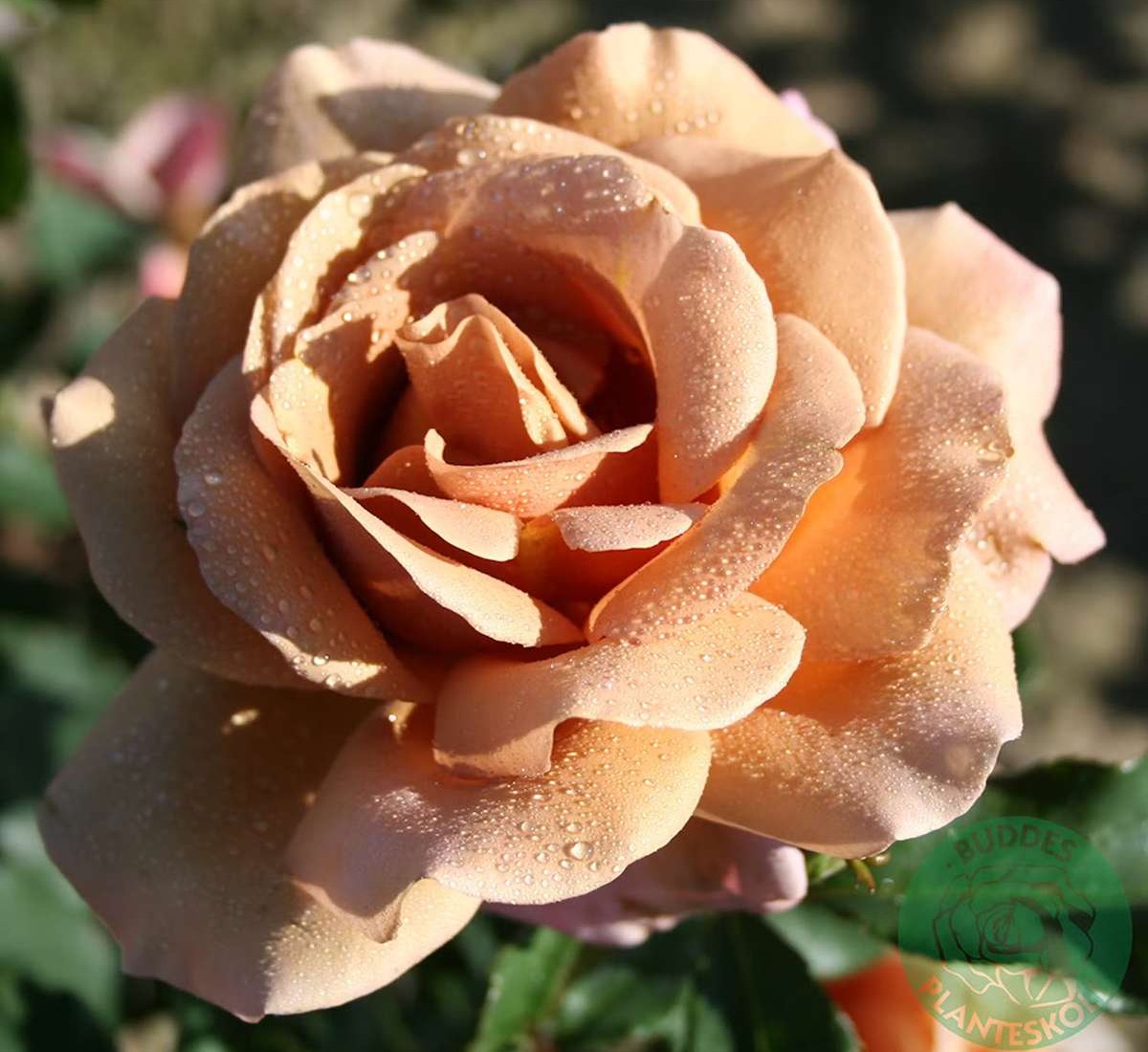 Remonterande rosor - rosor-omnia-garden-koko-loko