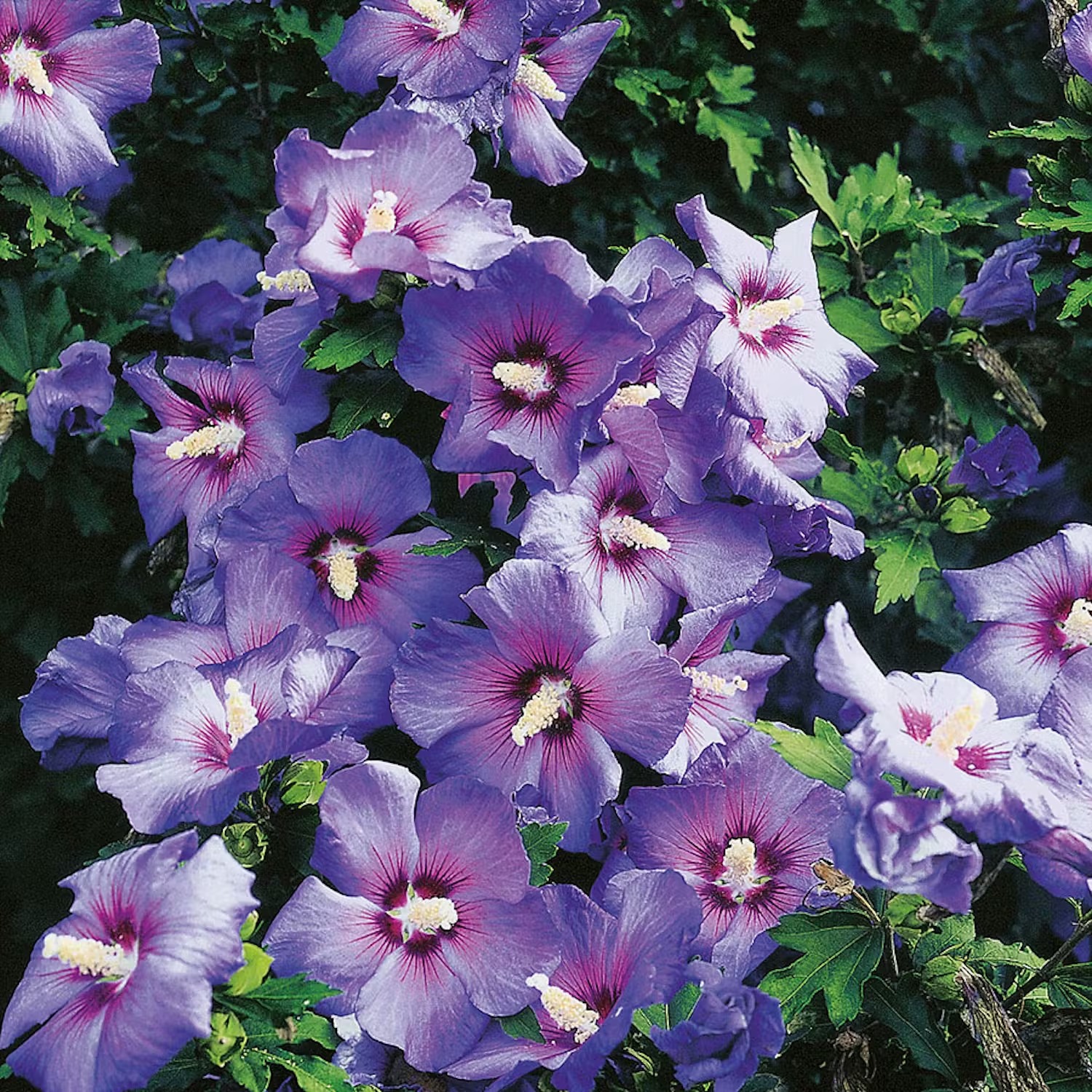 Plantering och skötsel av hibiskus utomhus