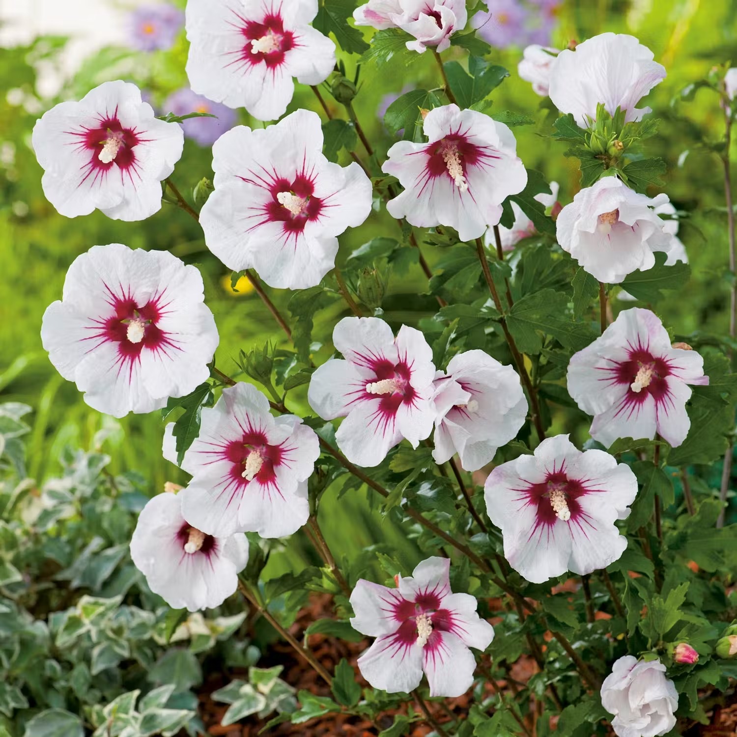 Plantering och skötsel av hibiskus utomhus