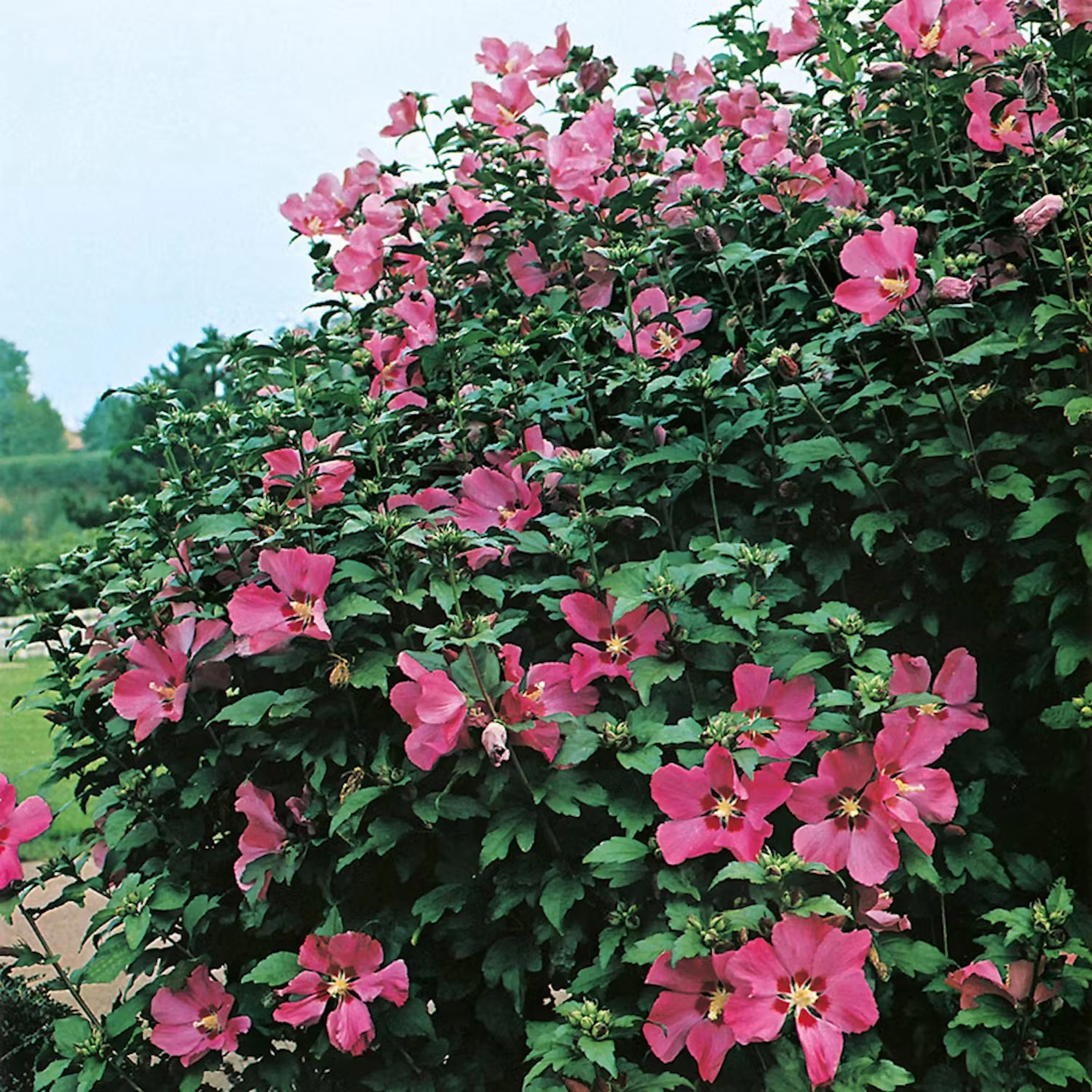 Plantering och skötsel av hibiskus utomhus – det ska du tänka på