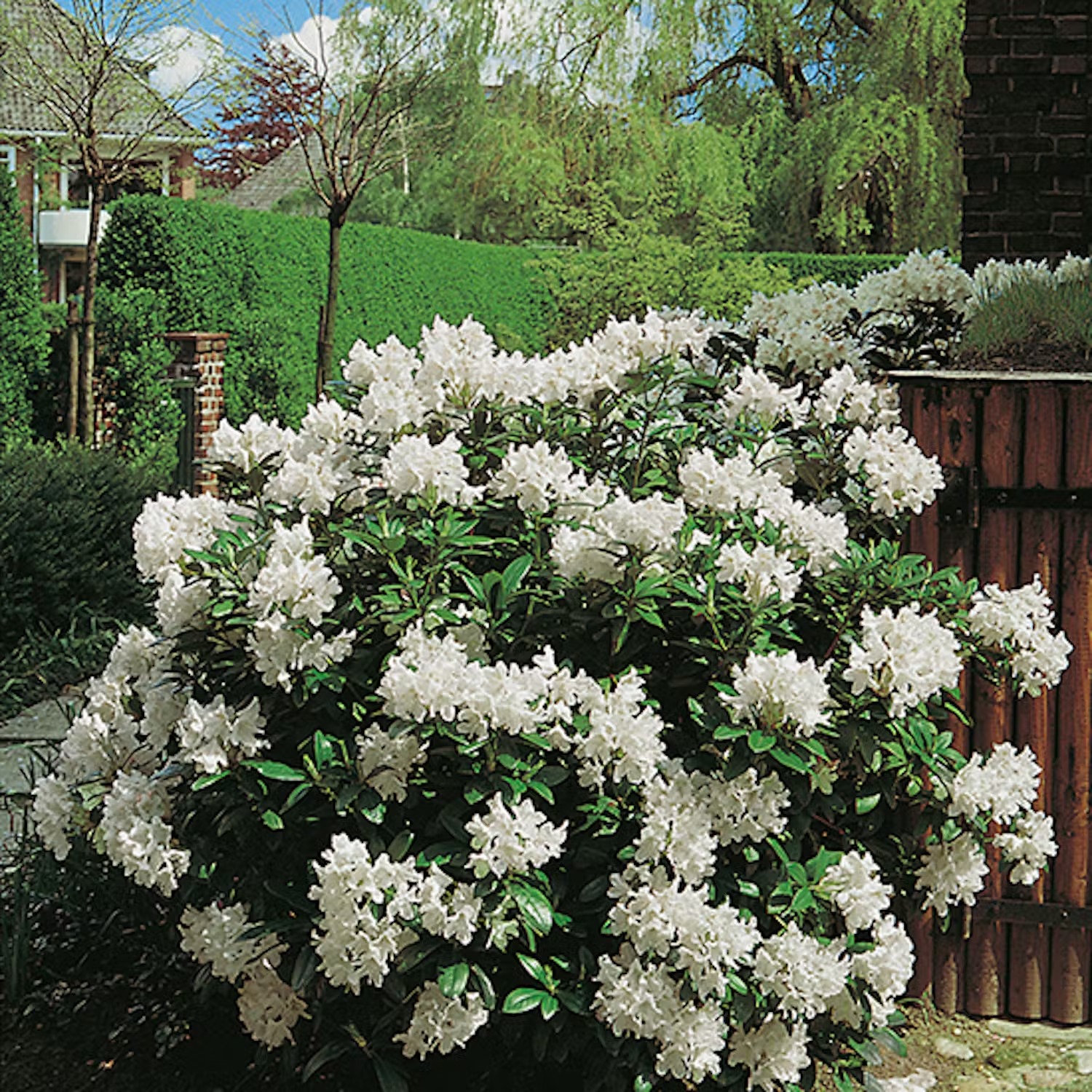 rhododendron-sorter