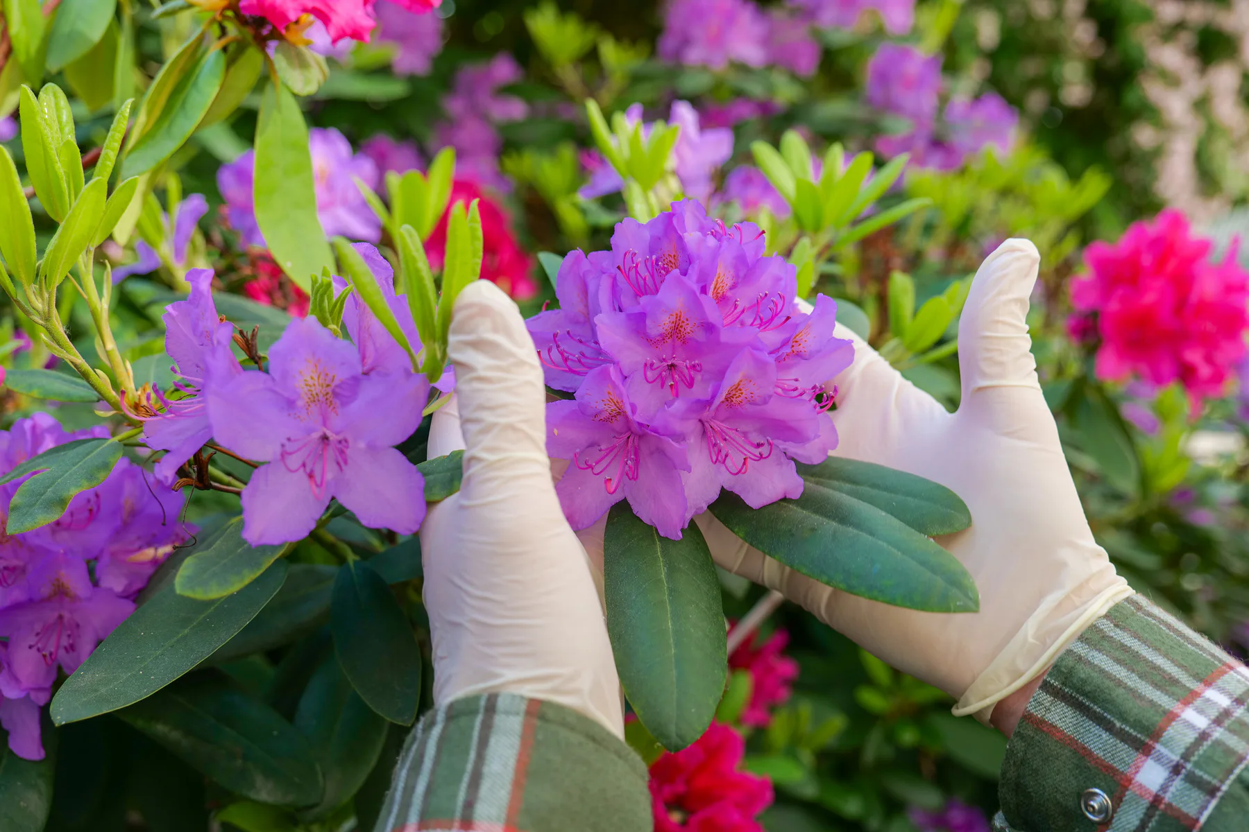 Våra 5 mest populära rhododendron-sorter