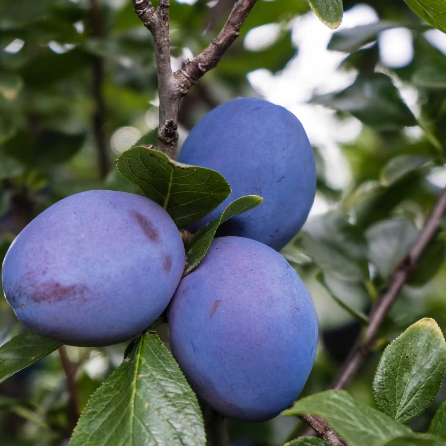 populära plommon-sorter