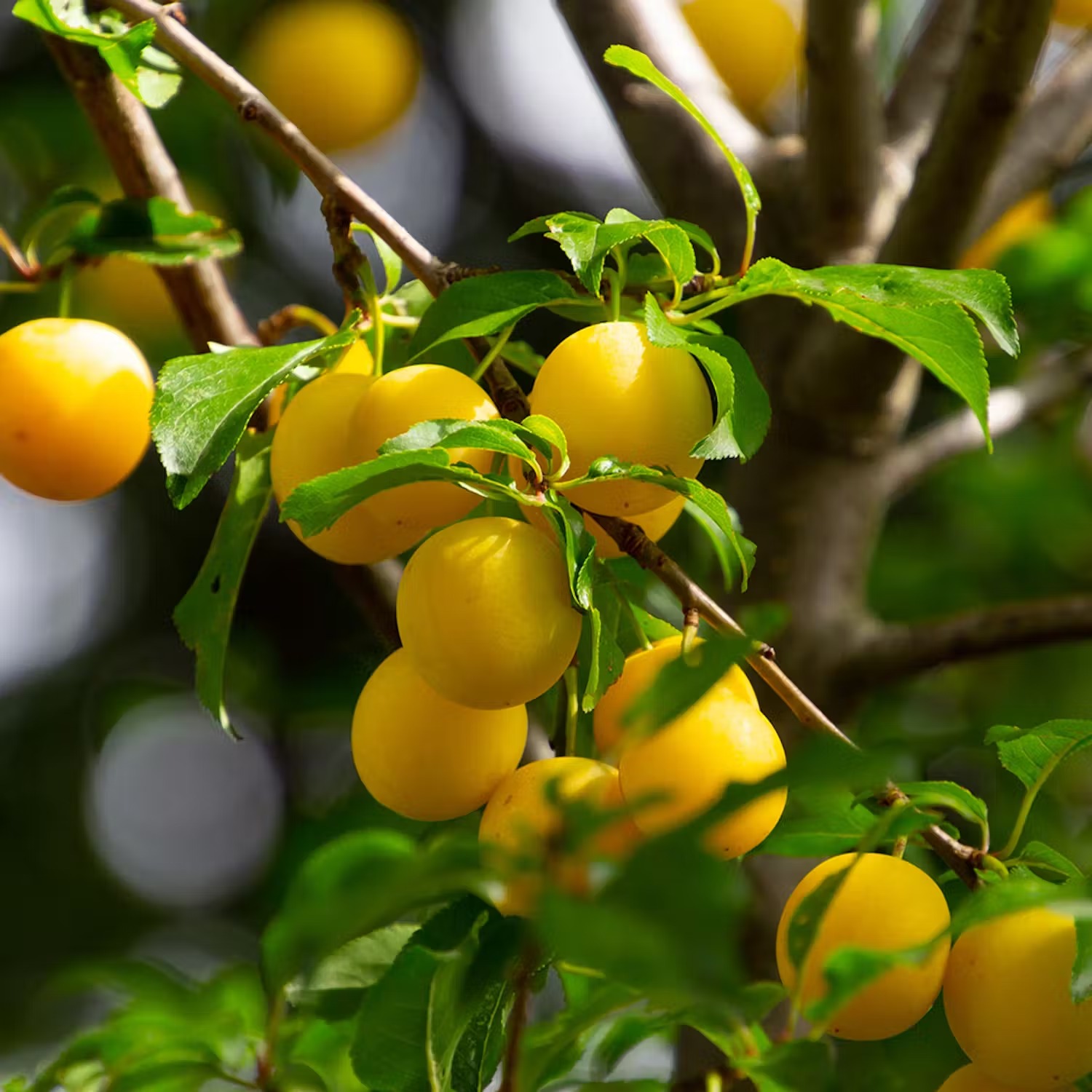 populära plommon-sorter