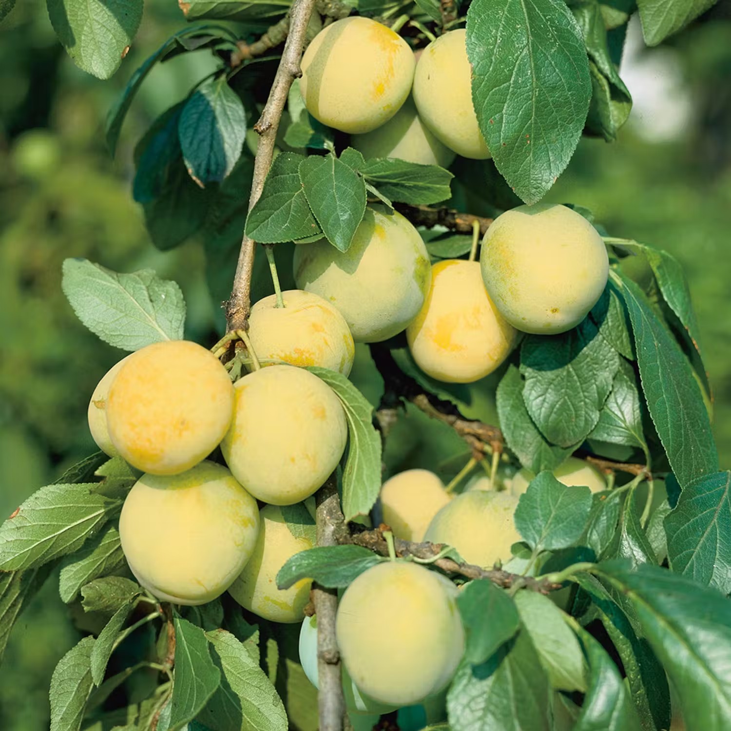 populära plommon-sorter