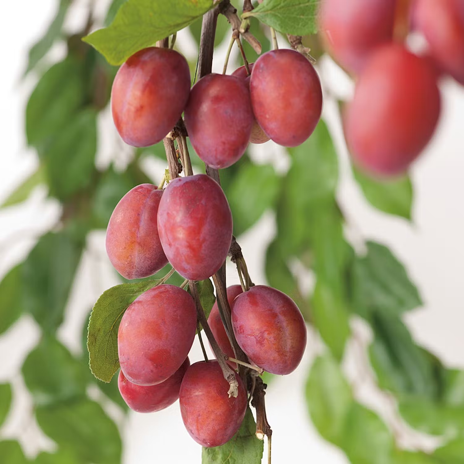 populära plommon-sorter