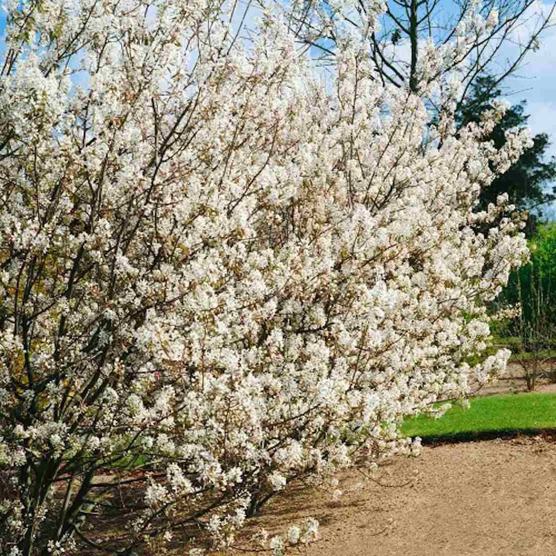 Snabbväxande buskar - https://www.bygghemma.se/tradgard-och-utemiljo/odling-och-tradgardsskotsel/vaxter-och-plantor/hackplantor/buske-omnia-garden-prakthaggmispel-50-80-cm/p-1778898