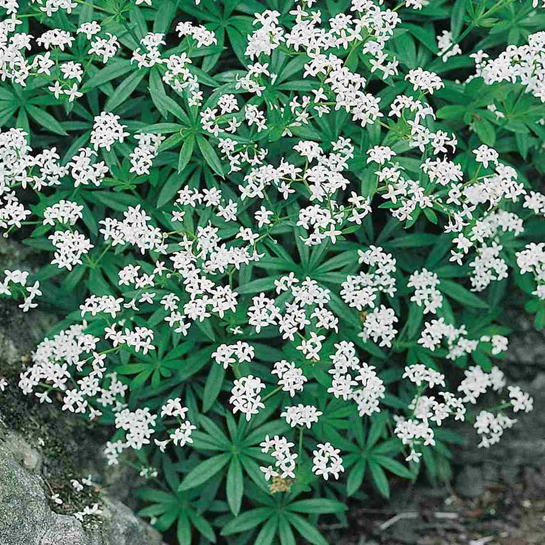 Perenna växter - Myskmadra