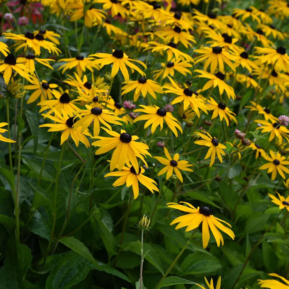 Perenna växter - Strålrudbeckia