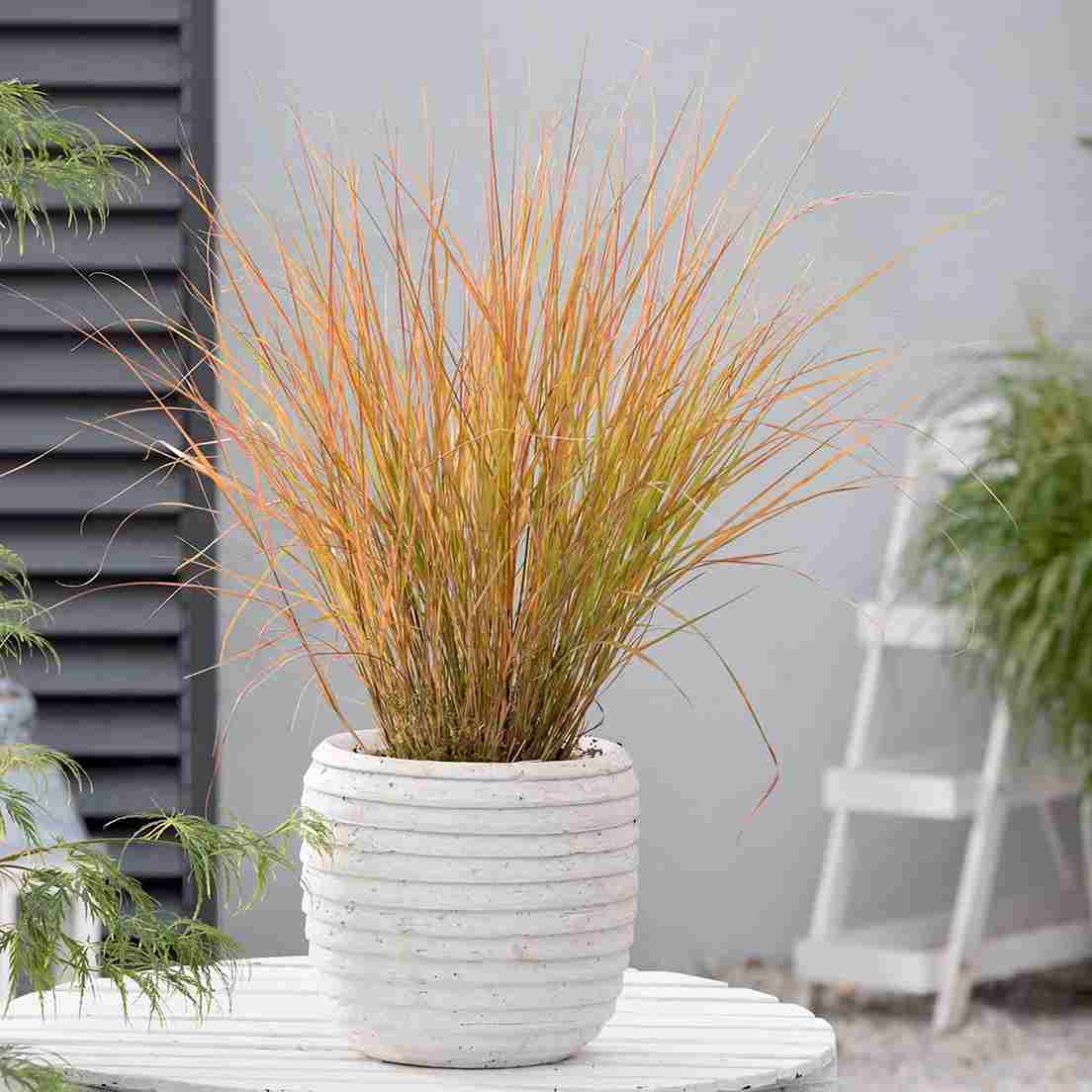 Tåliga växter i kruka  - Fasanfjädergräs