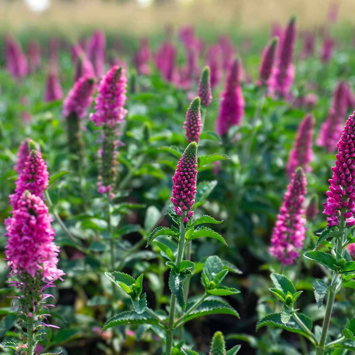 Stenpartiväxter - Hällveronika First Love