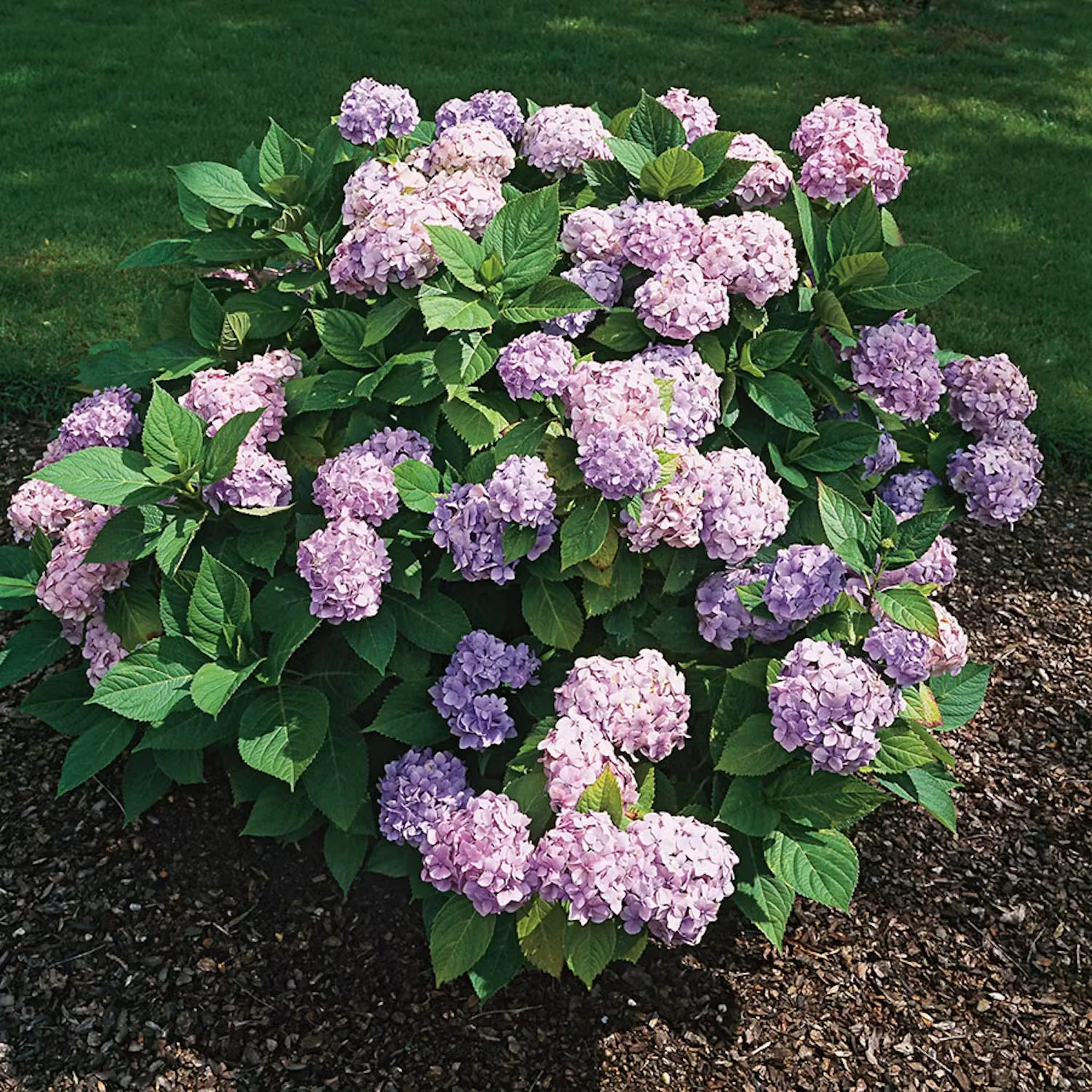 Topplistan: Våra 5 populäraste hortensia sorter