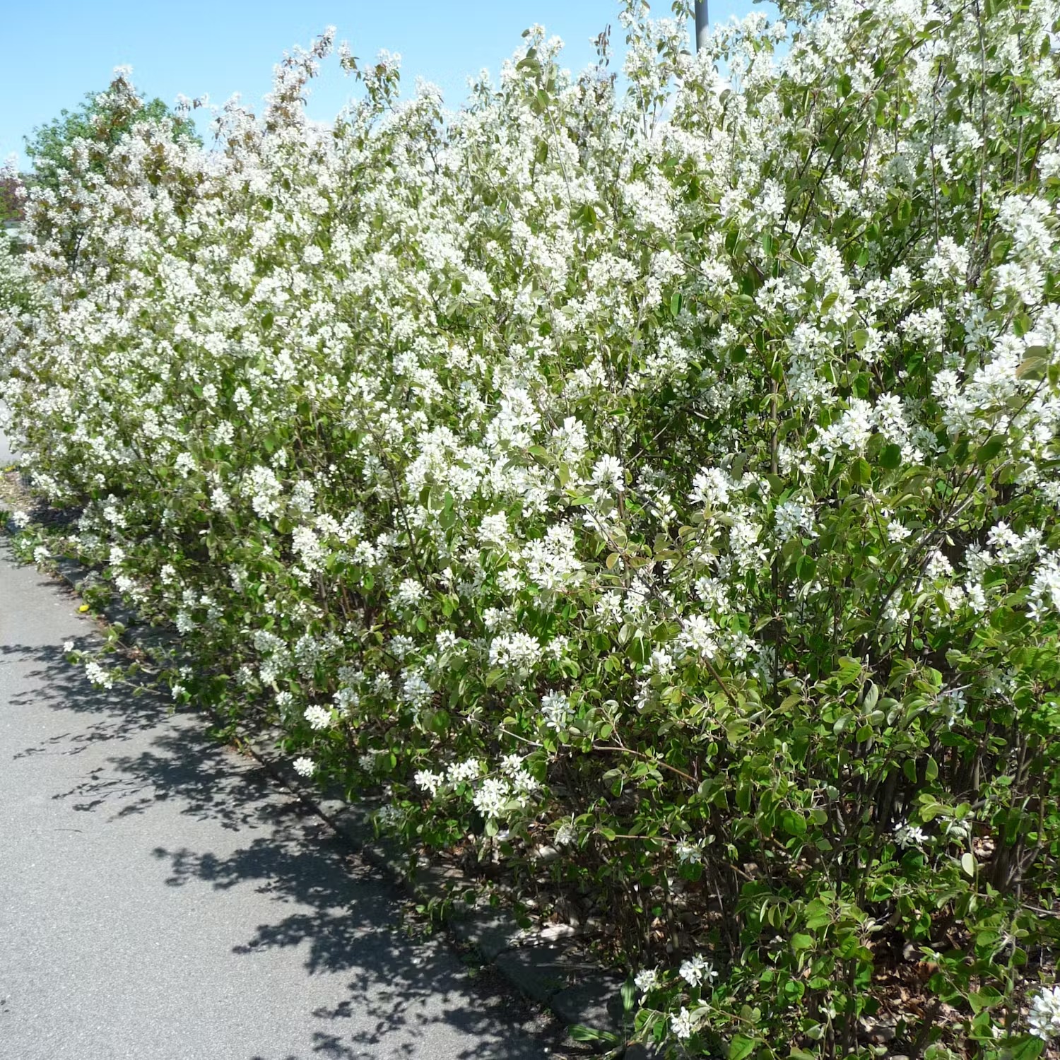 bärbuskar som häck