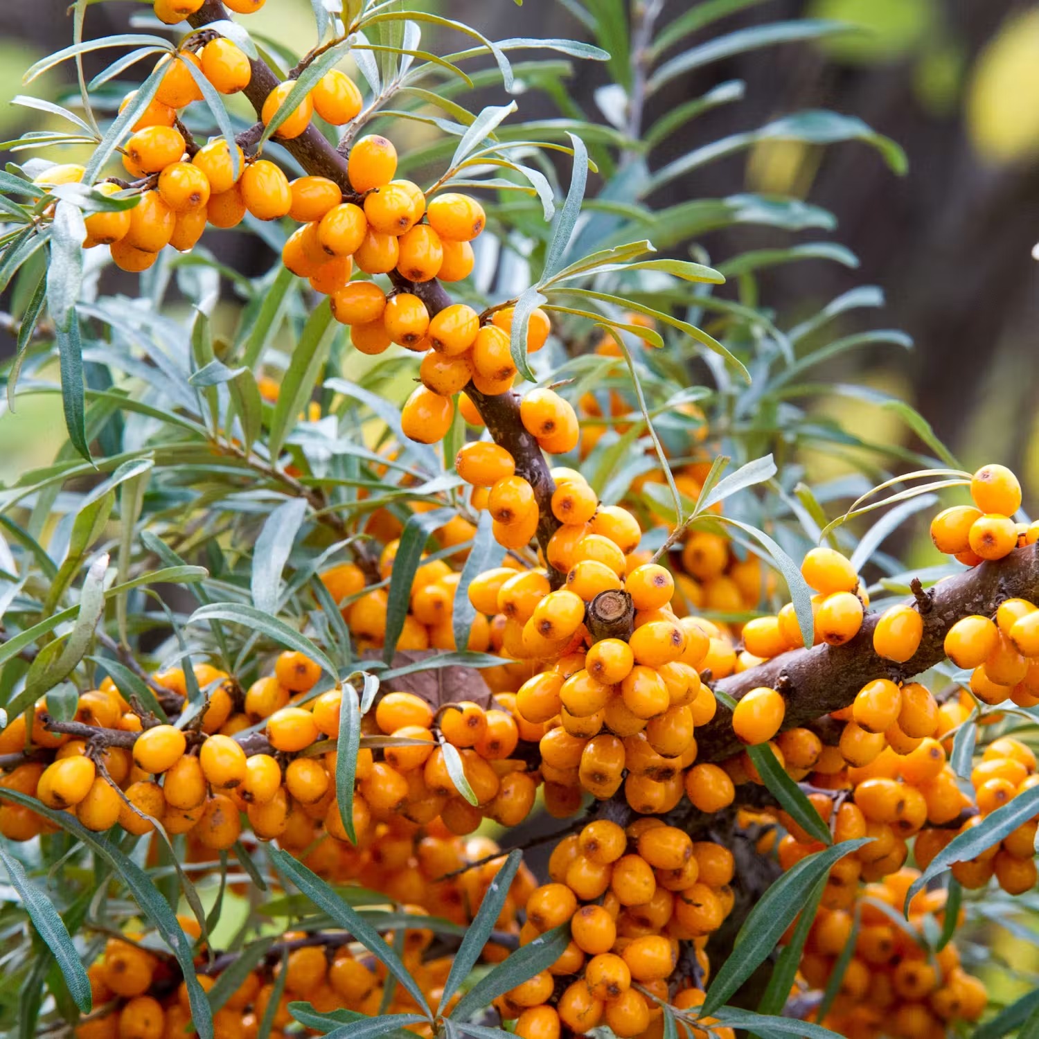 lättodlade bärbuskar