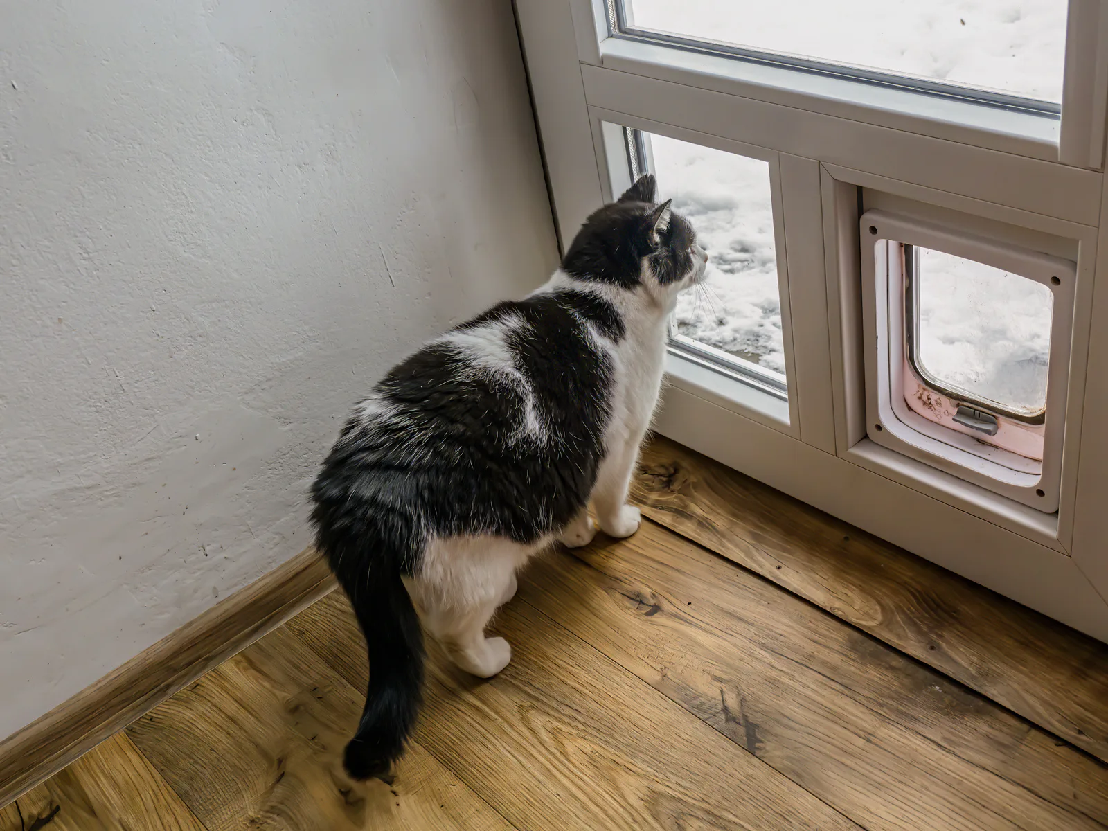 Kattlucka bäst i test 2026: Vi jämför kattluckor med och utan chip