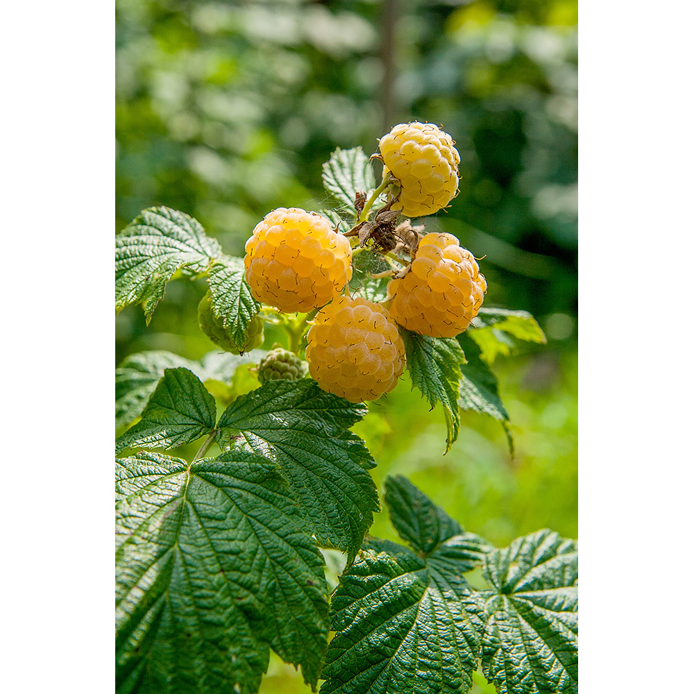 Hallon Omnia Garden Rubus Fallgold E
