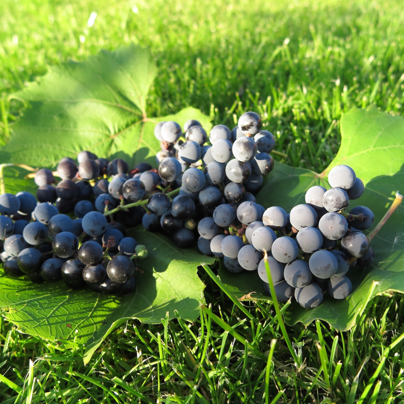 Bärbuske Omnia Garden Vitis Labruskavin Zilga E