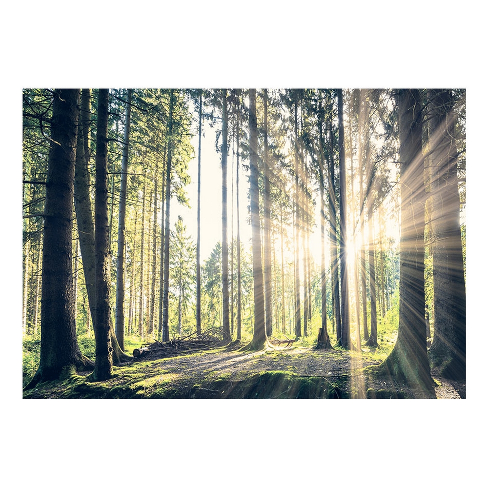 Fototapet Arkiio Självhäftande Forest Walk