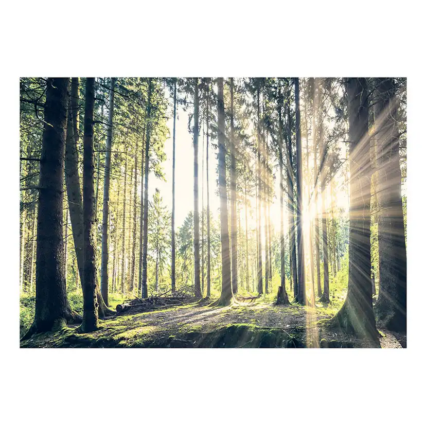 Fototapet Arkiio Självhäftande Forest Walk