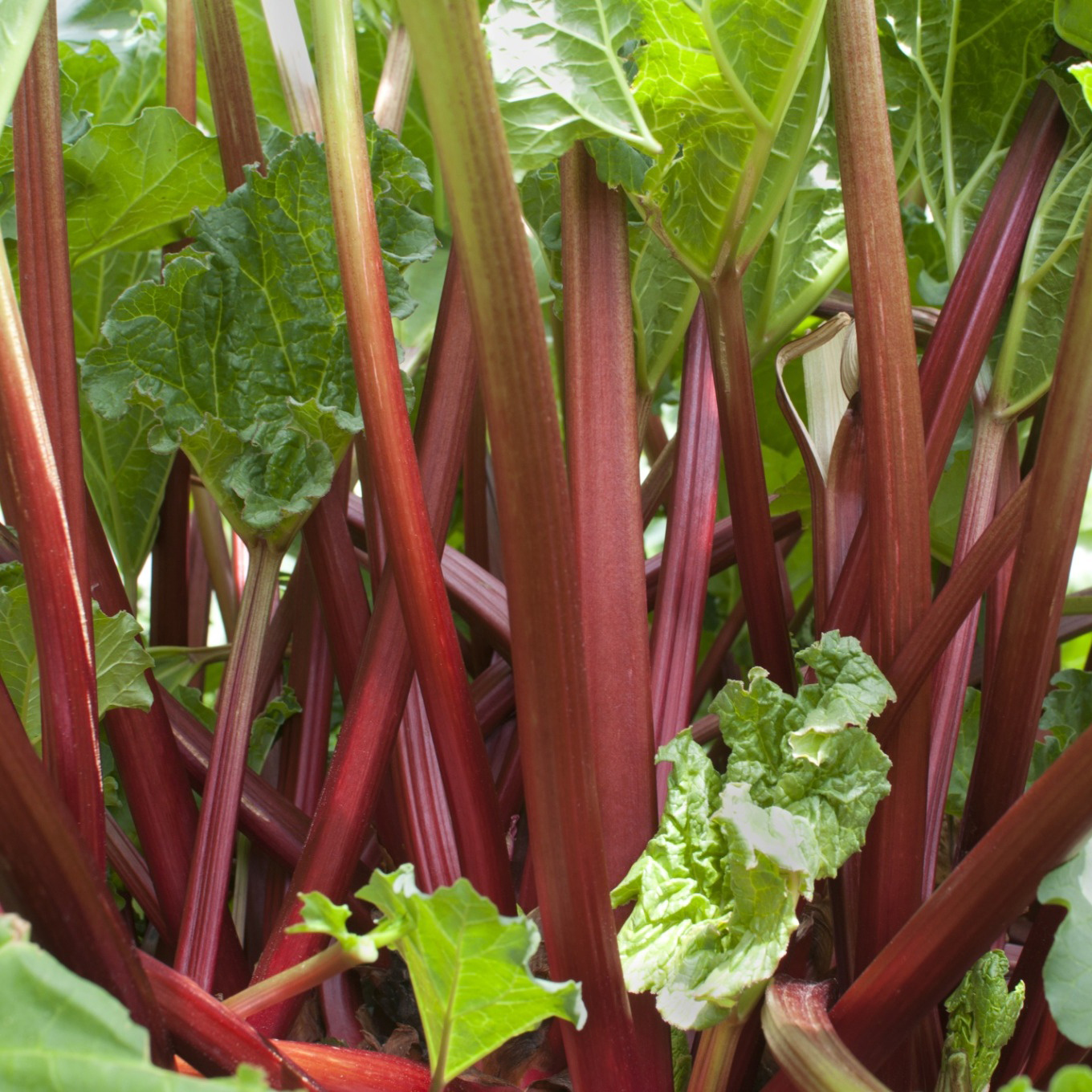 Rabarber Omnia Garden Spangsbjerg