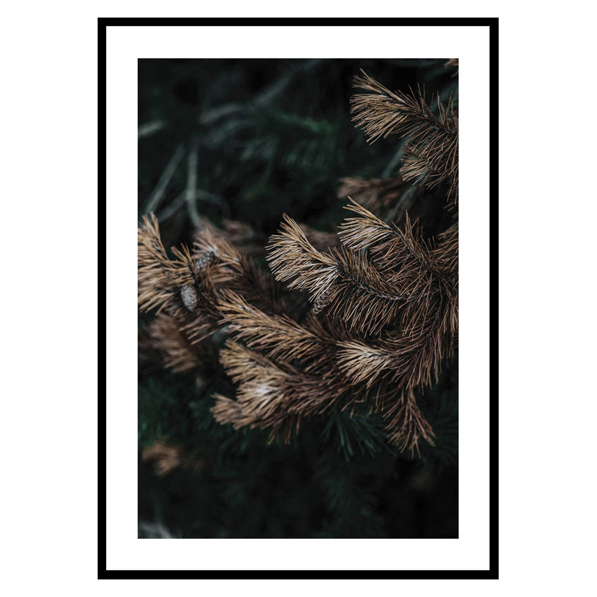 Poster Gallerix Fir Needle No2