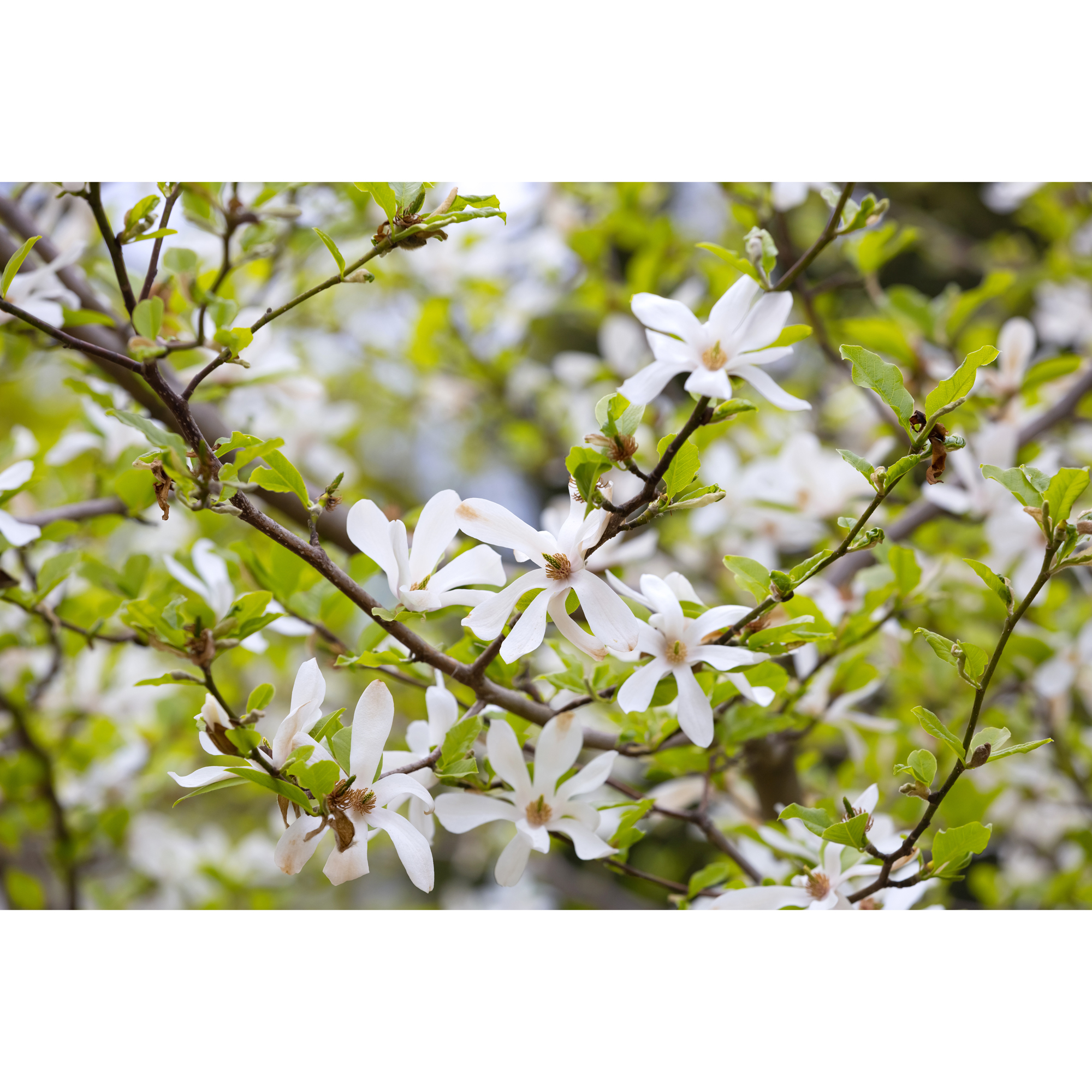 Prydnadsbuske Omnia Garden Japansk Magnolia Snövit Blomning Soligt Läge Barrot Grön Lövverk