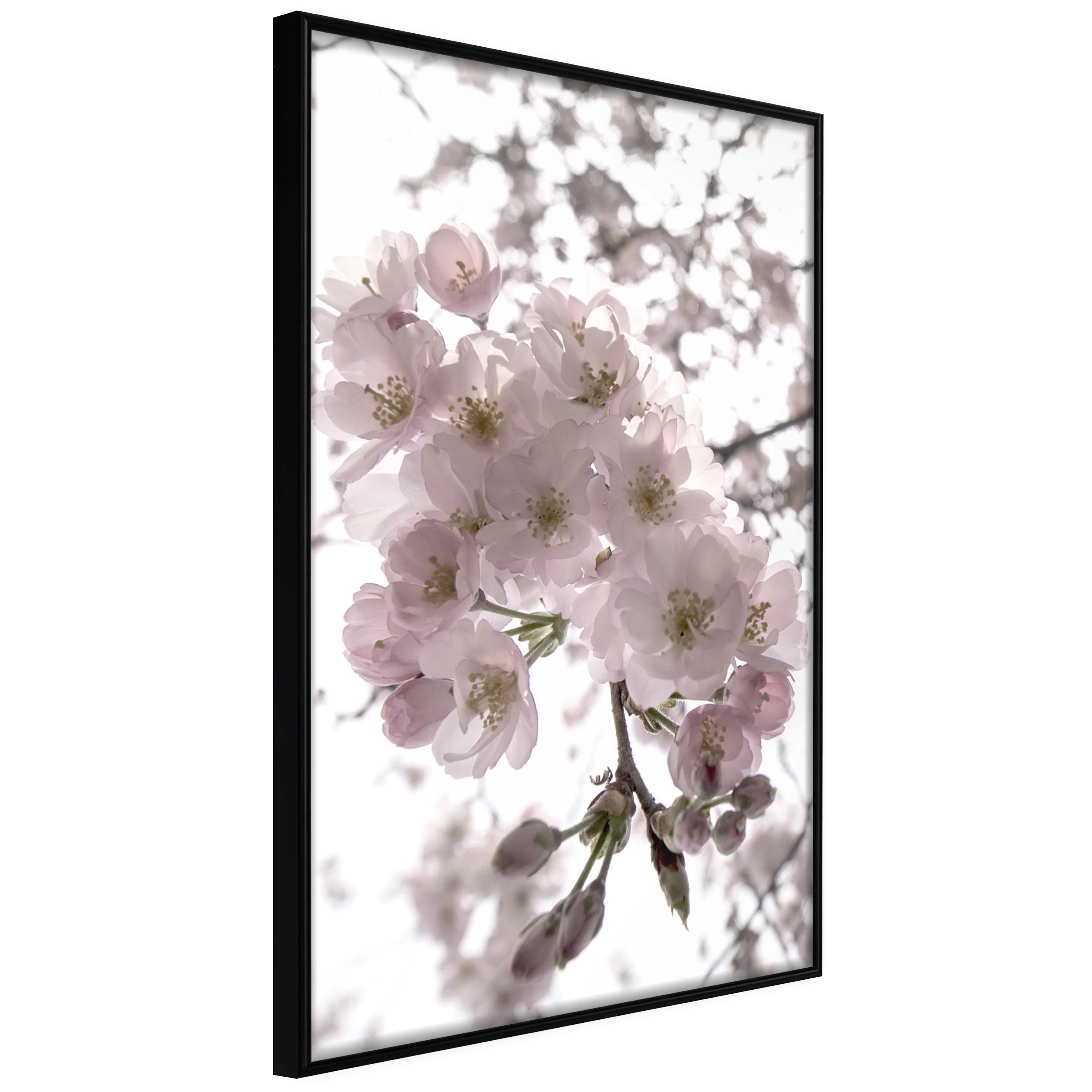 Affisch - Cherry Blossoms [Poster] 30x45 Svart ram, 30x45 cm