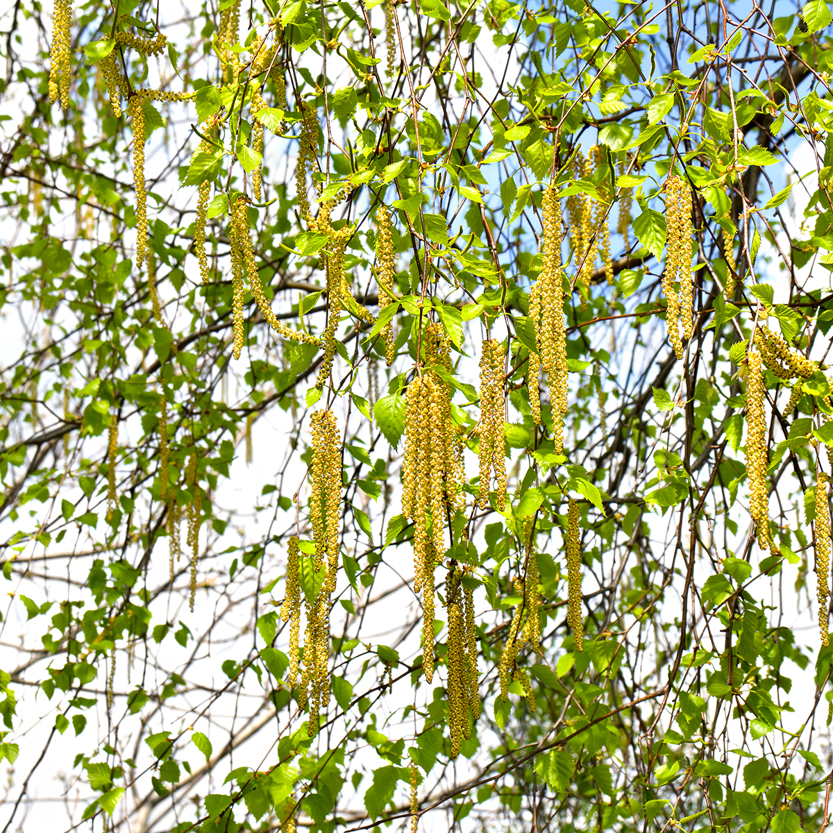 Högstamsträd Omnia Garden Vårtbjörk, Alléträd 300-400 cm för Trädgård & Utemiljö