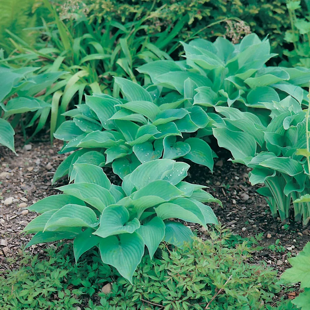 Blomsterfunkia Omnia Garden Daggfunkia Sieboldiana