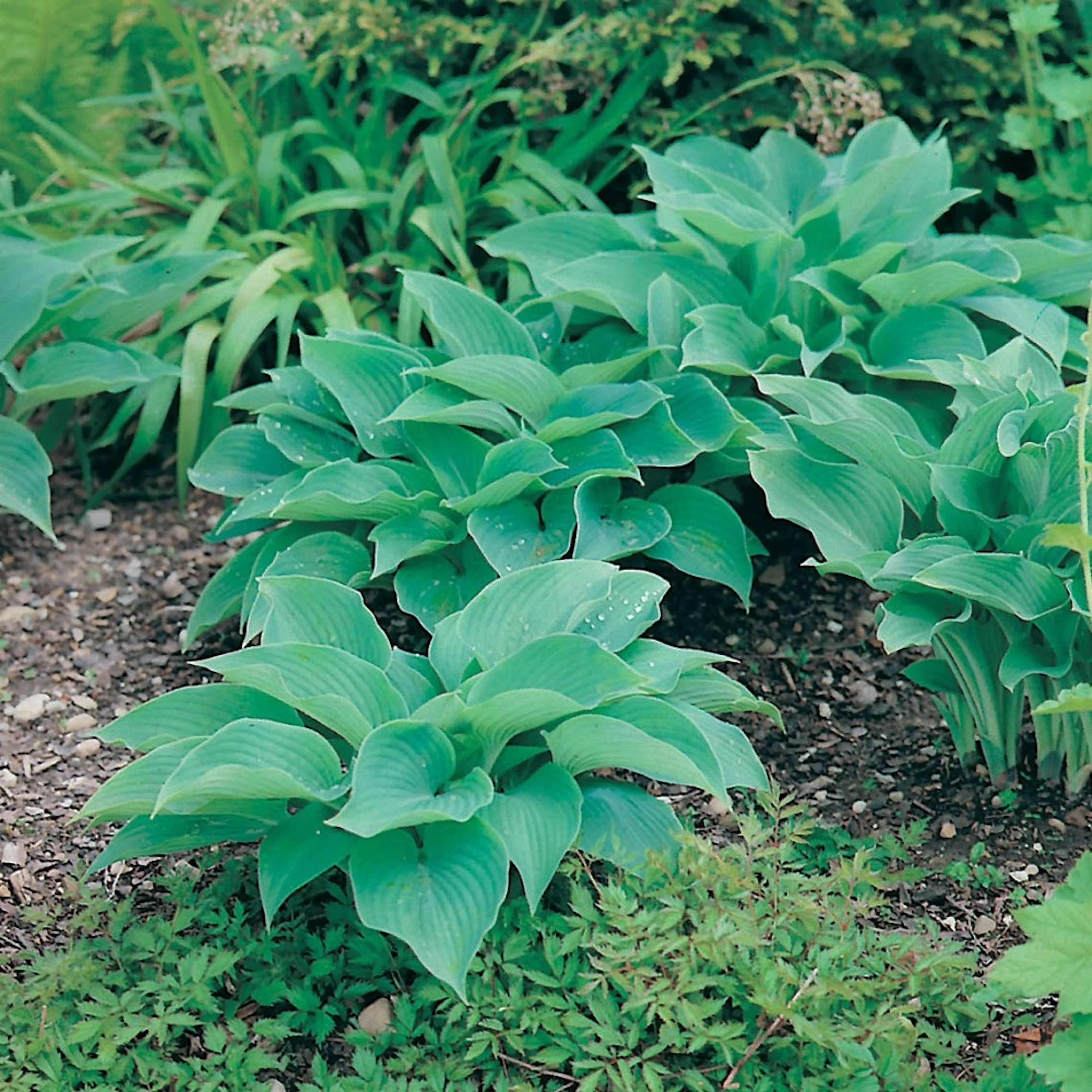 Blomsterfunkia Omnia Garden Daggfunkia Sieboldiana