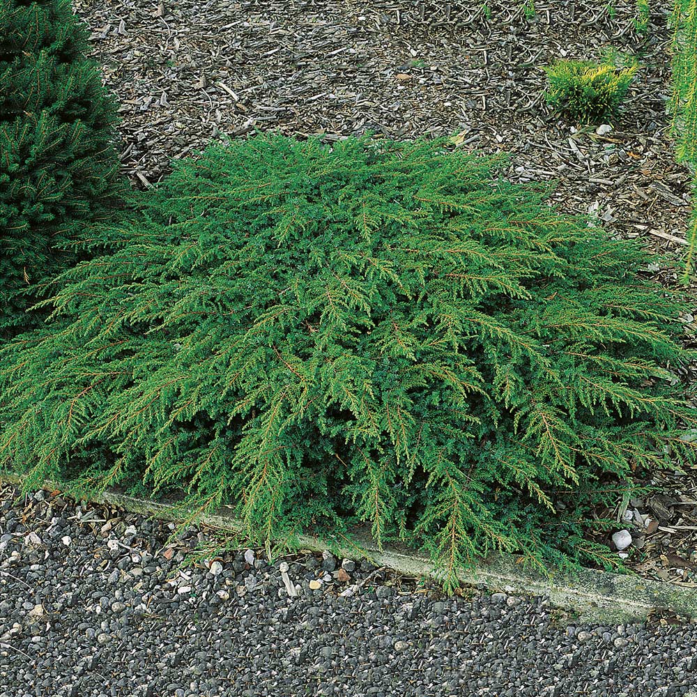 En Omnia Garden Green Carpet 30-35 cm